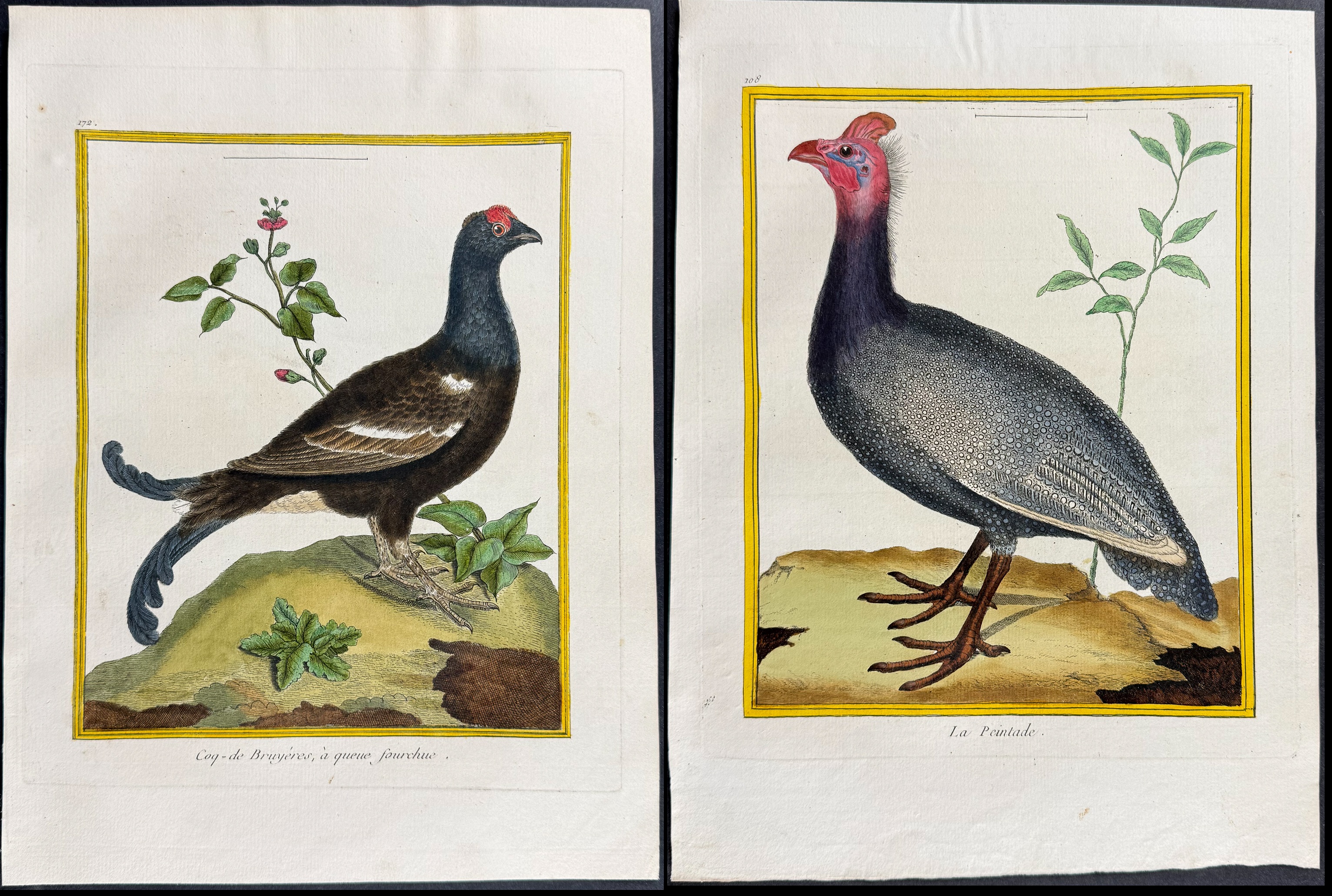 Martinet & Buffon - 4 Bird Engravings (Grouse, Capercaillie, Curassow, Guineafowl)