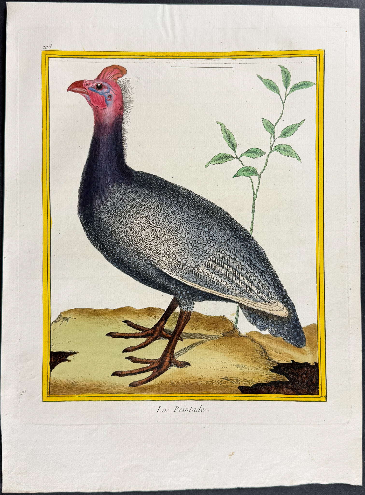 Martinet & Buffon - 4 Bird Engravings (Grouse, Capercaillie, Curassow, Guineafowl)