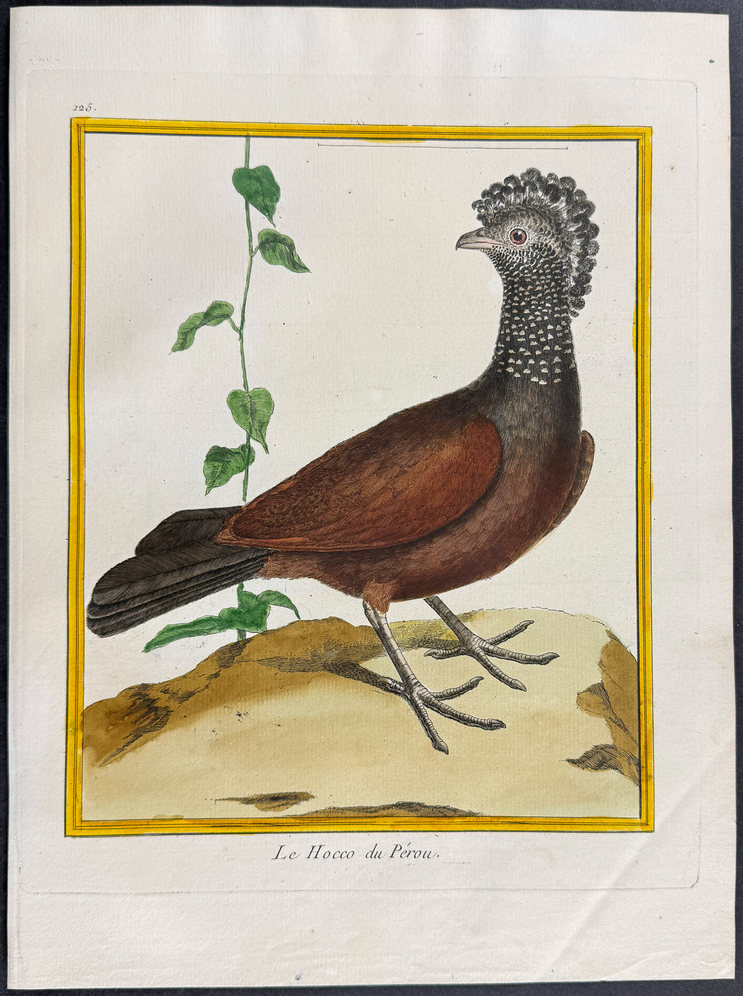 Martinet & Buffon - 4 Bird Engravings (Grouse, Capercaillie, Curassow, Guineafowl)