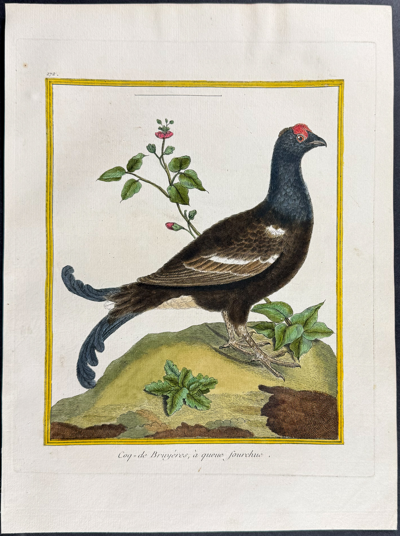 Martinet & Buffon - 4 Bird Engravings (Grouse, Capercaillie, Curassow, Guineafowl)