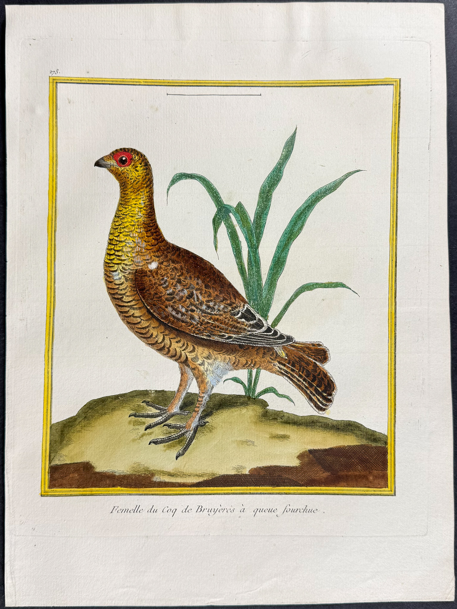 Martinet & Buffon - 4 Bird Engravings (Grouse, Capercaillie, Curassow, Guineafowl)
