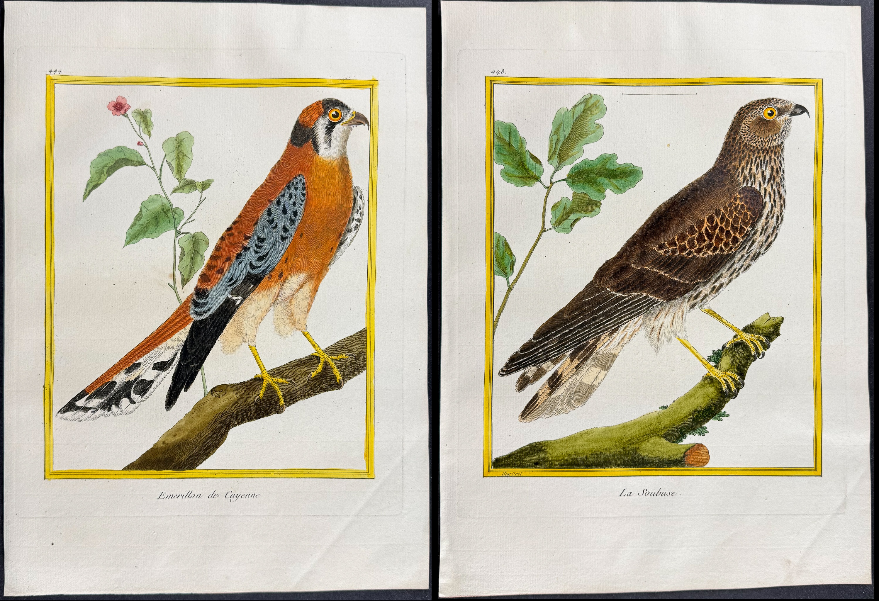 Martinet & Buffon - 4 Bird of Prey Engravings (Merlin, Hobby)
