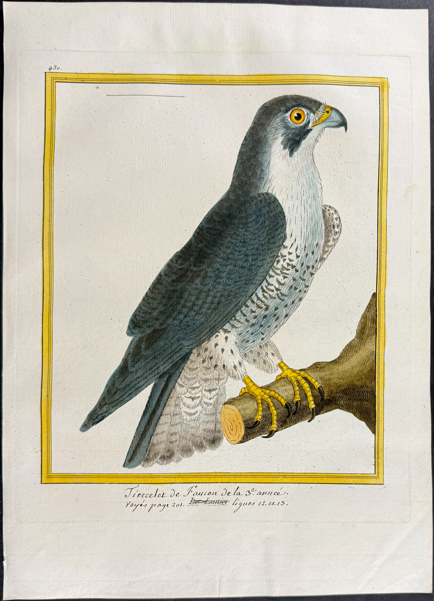 Martinet & Buffon - 4 Bird of Prey Engravings (Merlin, Hobby)