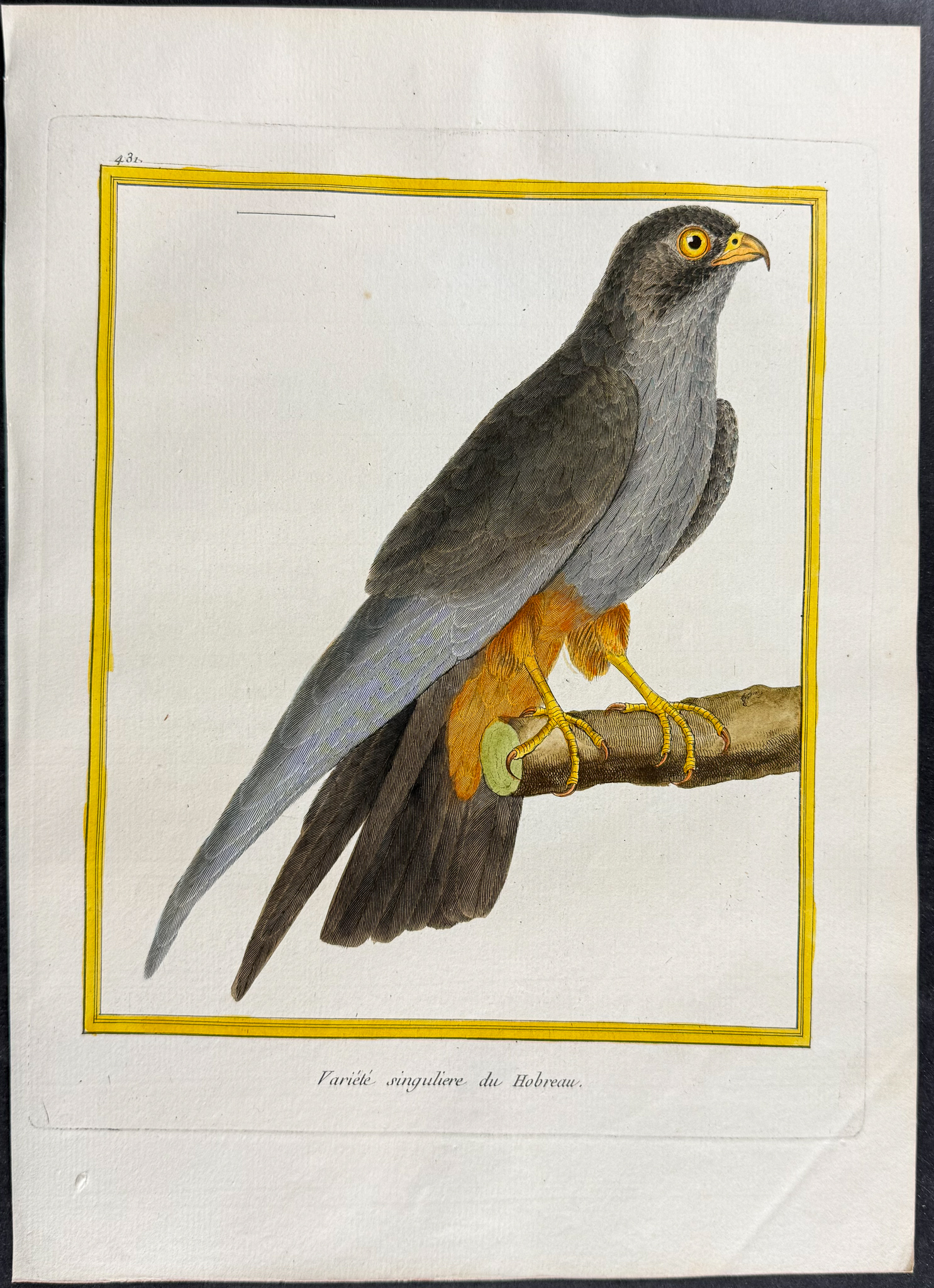 Martinet & Buffon - 4 Bird of Prey Engravings (Merlin, Hobby)