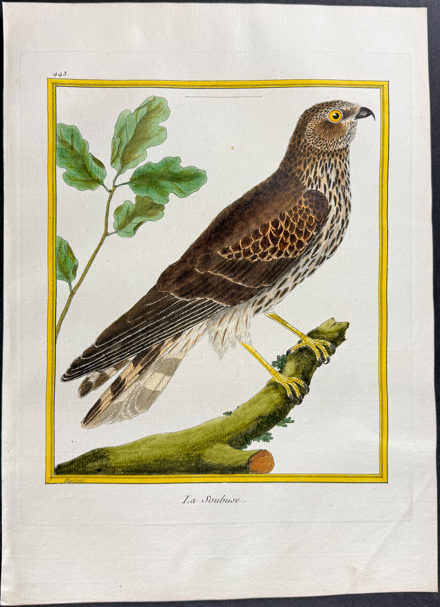 Martinet & Buffon - 4 Bird of Prey Engravings (Merlin, Hobby)