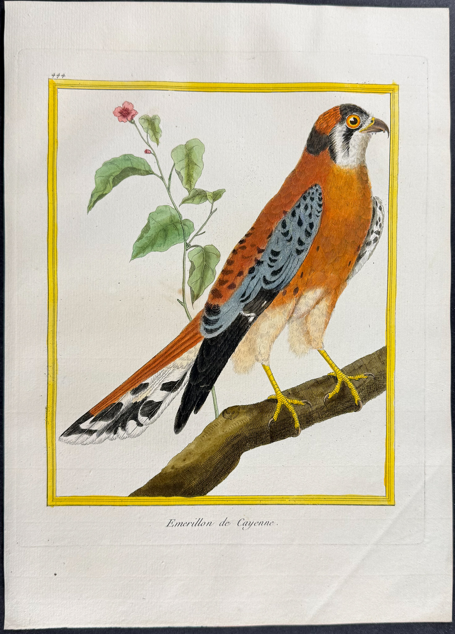 Martinet & Buffon - 4 Bird of Prey Engravings (Merlin, Hobby)