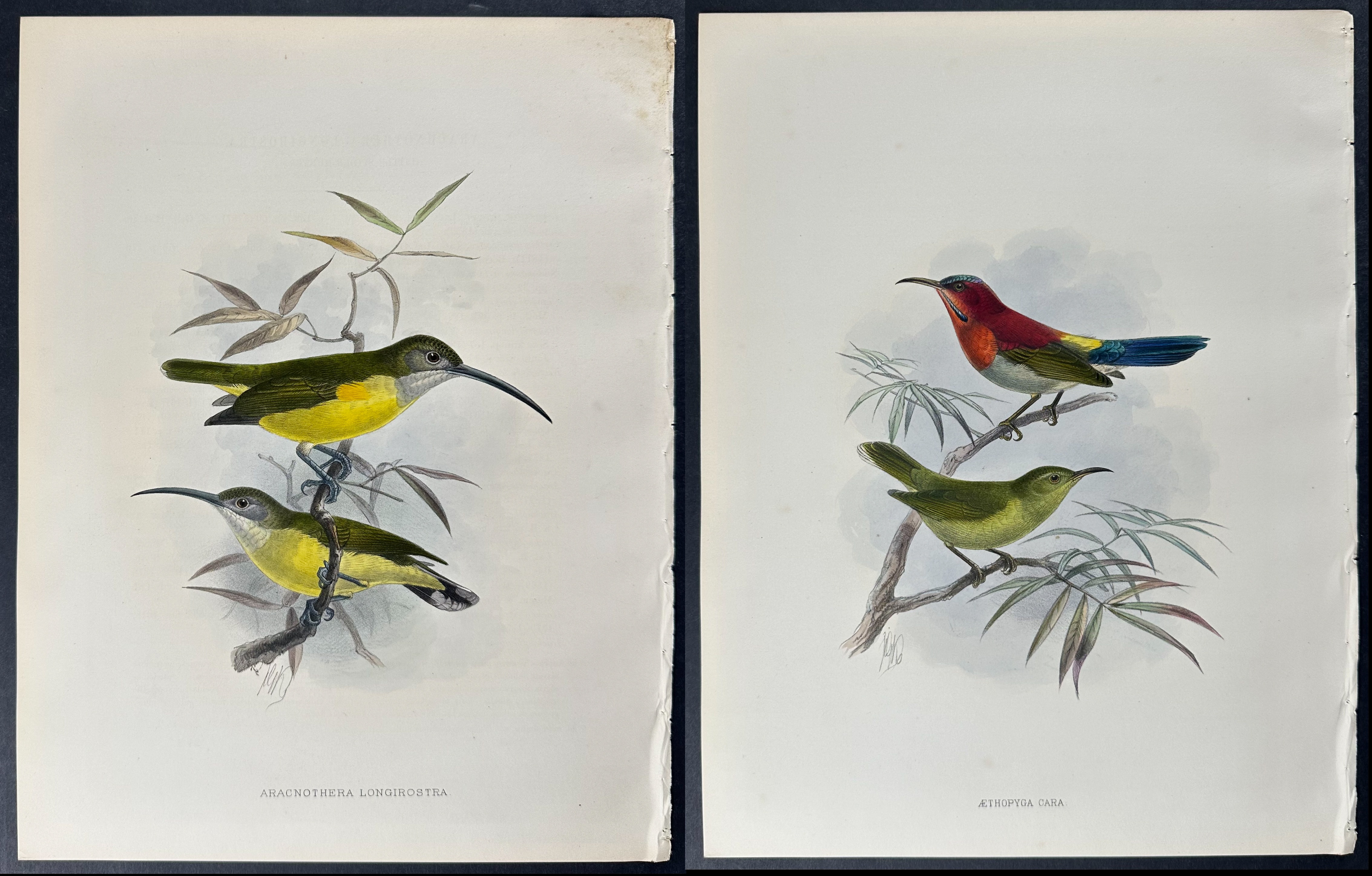 Shelley & Keulemans - 4 Sunbird Lithographs