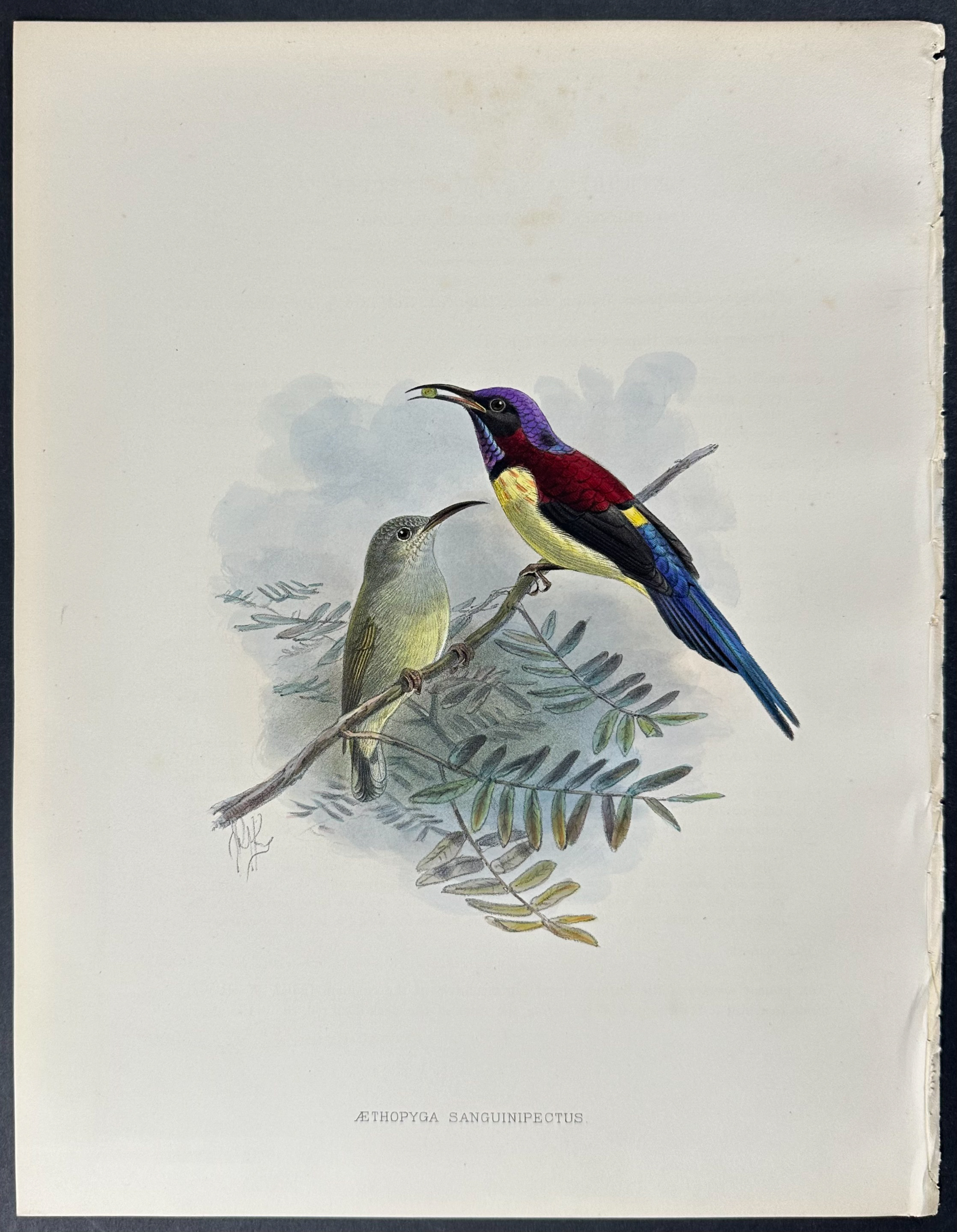 Shelley & Keulemans - 4 Sunbird Lithographs