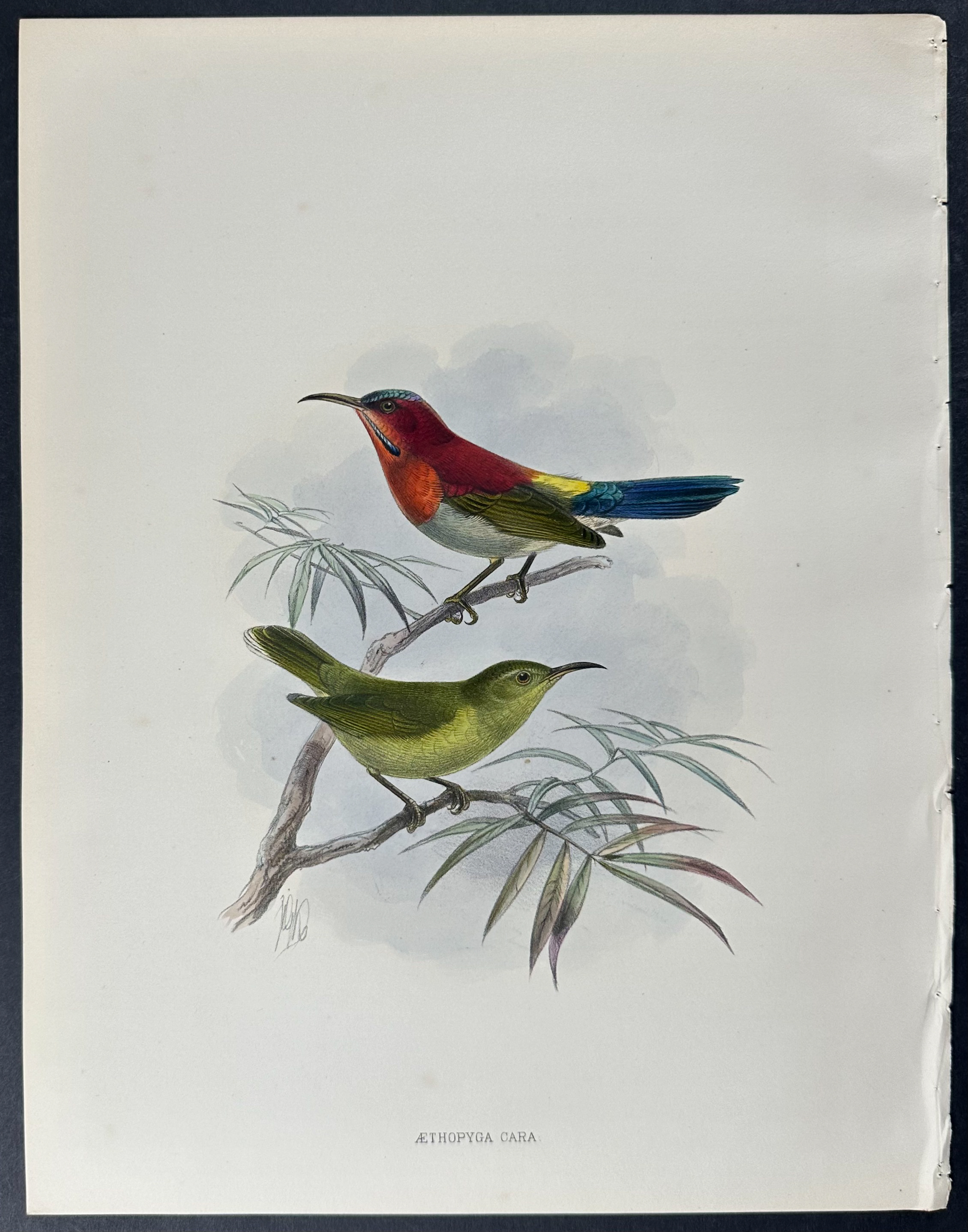 Shelley & Keulemans - 4 Sunbird Lithographs