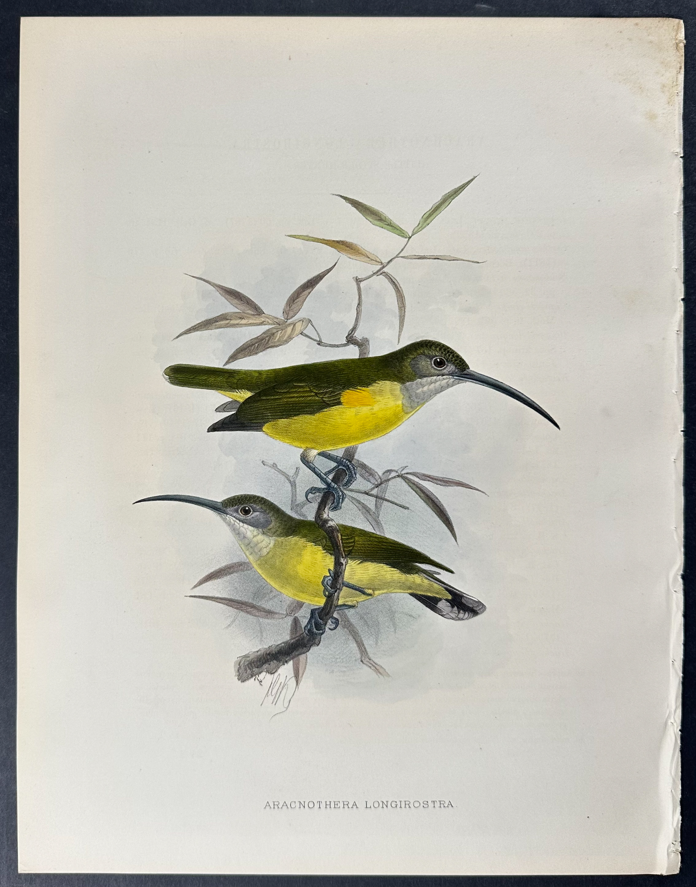 Shelley & Keulemans - 4 Sunbird Lithographs