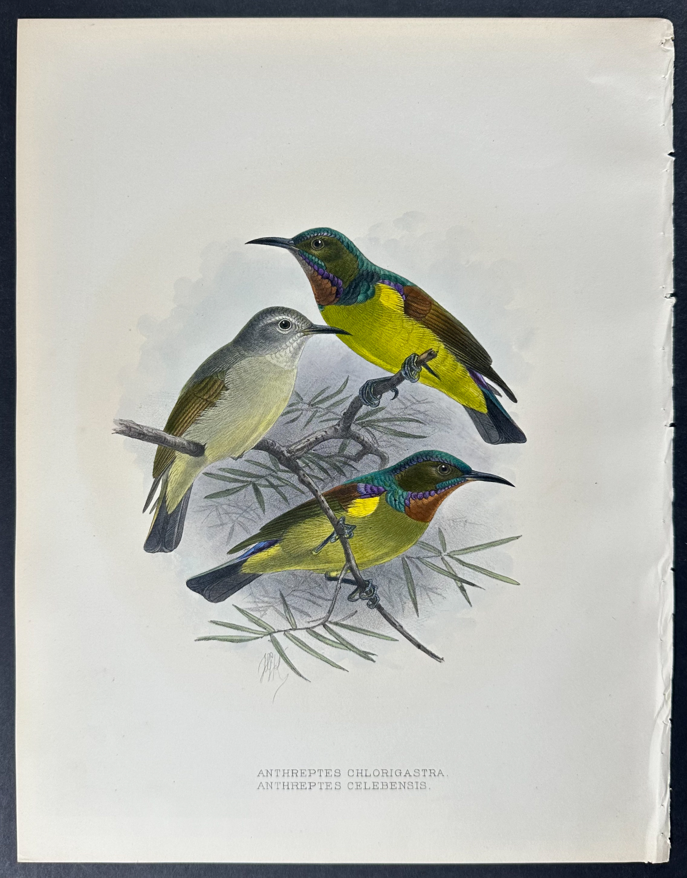 Shelley & Keulemans - 4 Sunbird Lithographs