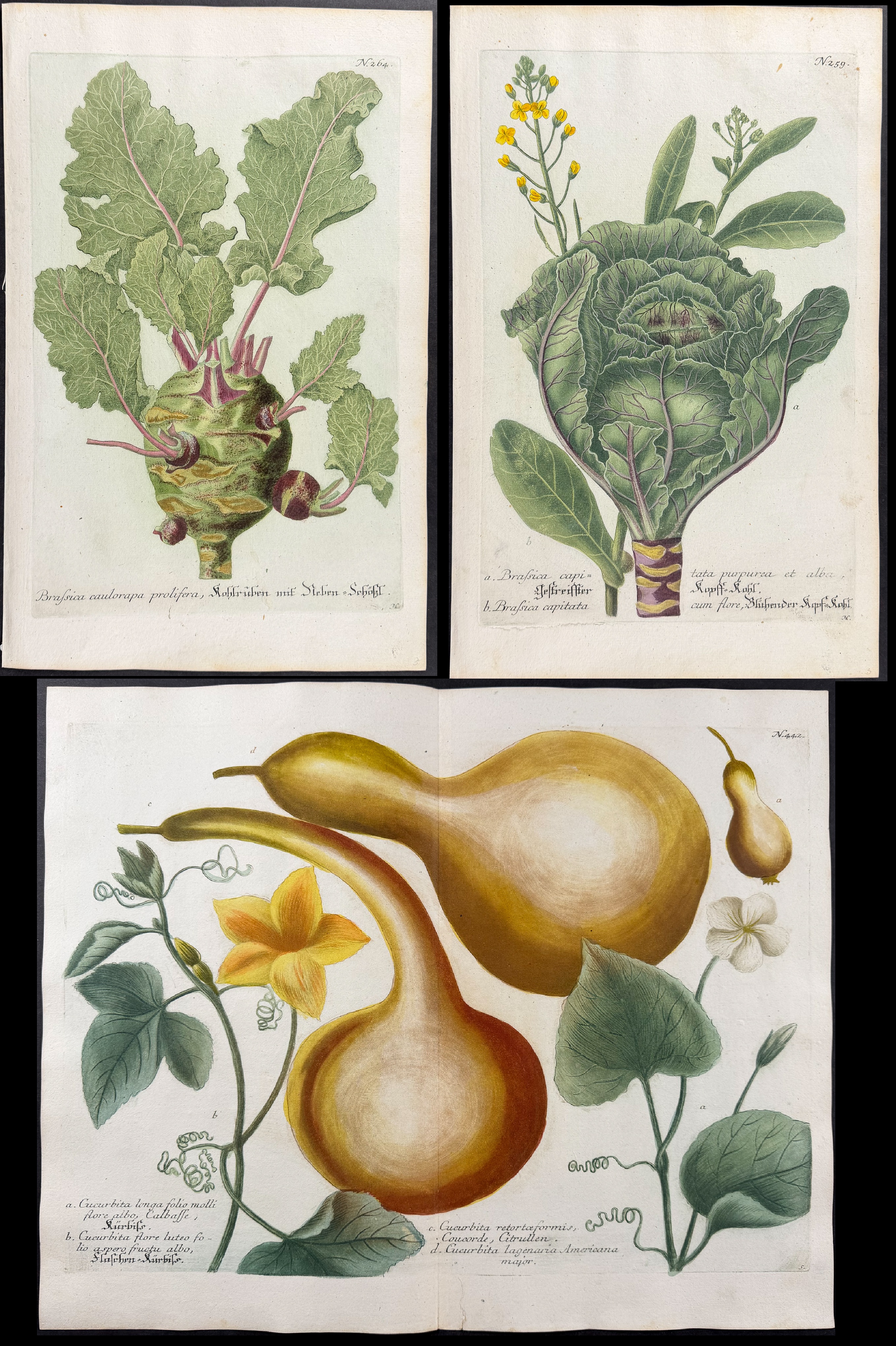 Weinmann - 7 Botanical Engravings of Turnip or Radish, Cabbage, Gourd, Narcissus, Mandrake, Banana