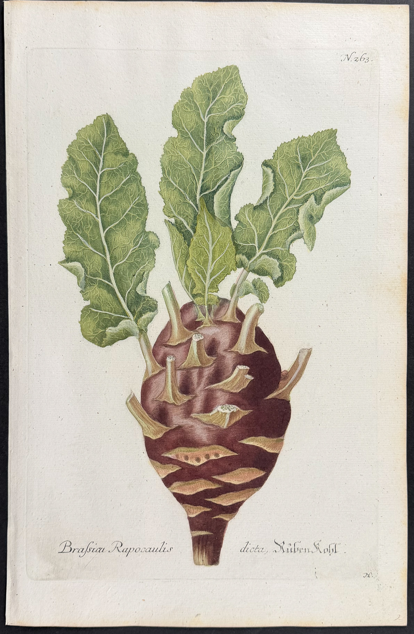 Weinmann - 7 Botanical Engravings of Turnip or Radish, Cabbage, Gourd, Narcissus, Mandrake, Banana