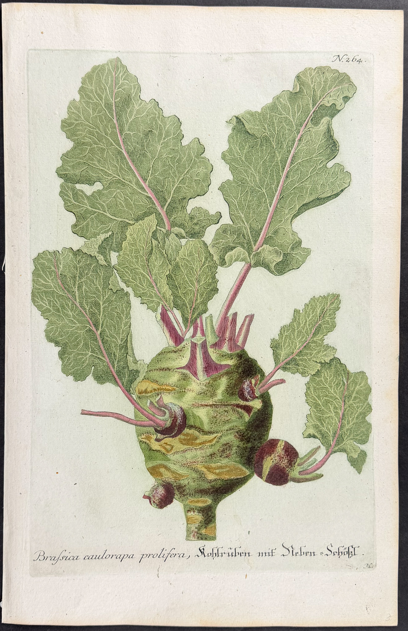 Weinmann - 7 Botanical Engravings of Turnip or Radish, Cabbage, Gourd, Narcissus, Mandrake, Banana
