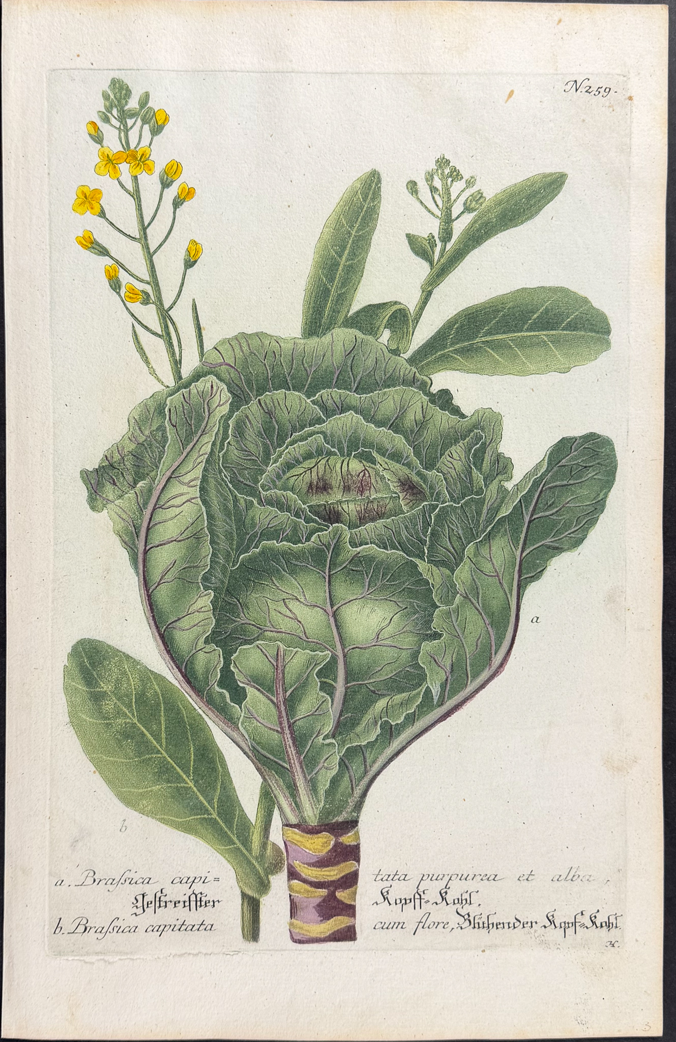 Weinmann - 7 Botanical Engravings of Turnip or Radish, Cabbage, Gourd, Narcissus, Mandrake, Banana
