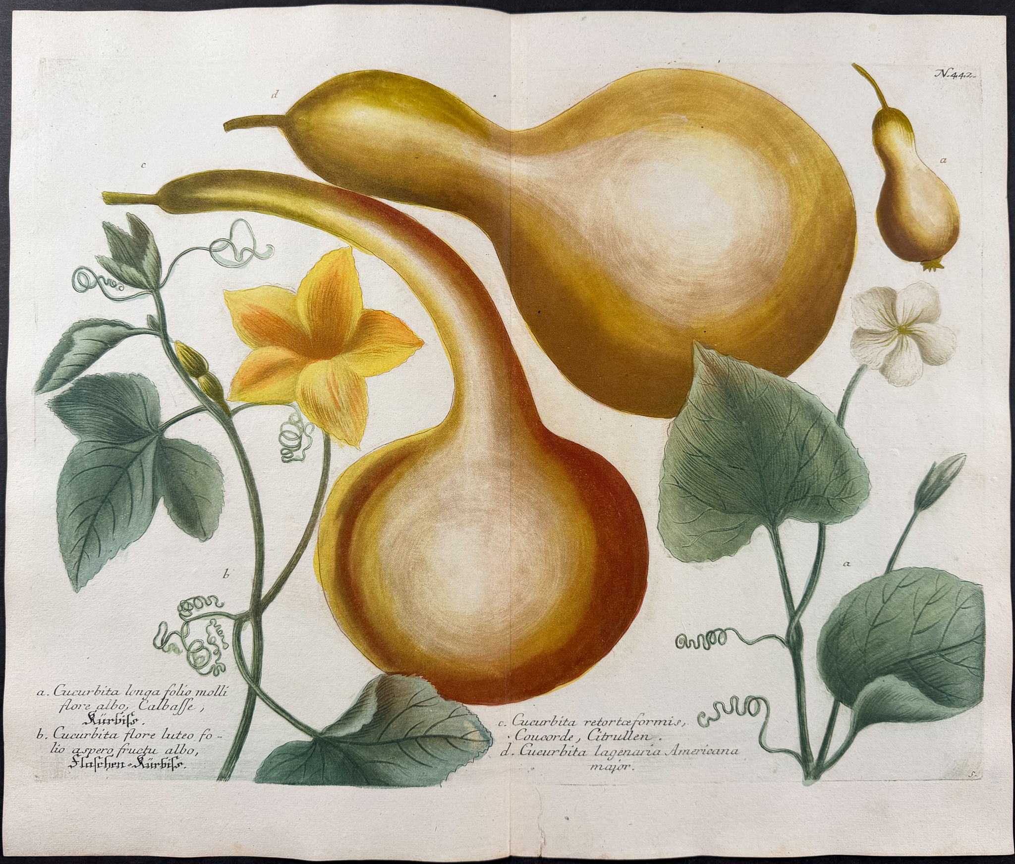 Weinmann - 7 Botanical Engravings of Turnip or Radish, Cabbage, Gourd, Narcissus, Mandrake, Banana