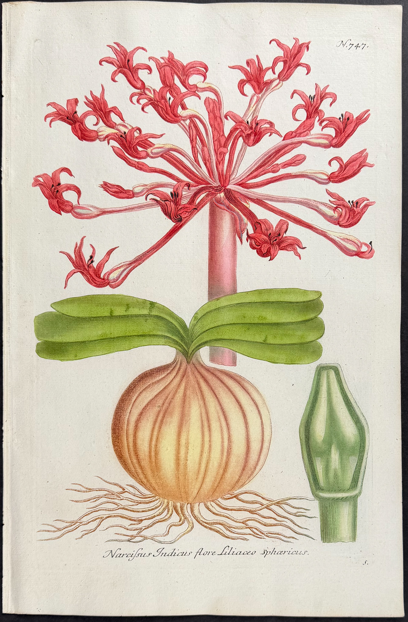 Weinmann - 7 Botanical Engravings of Turnip or Radish, Cabbage, Gourd, Narcissus, Mandrake, Banana