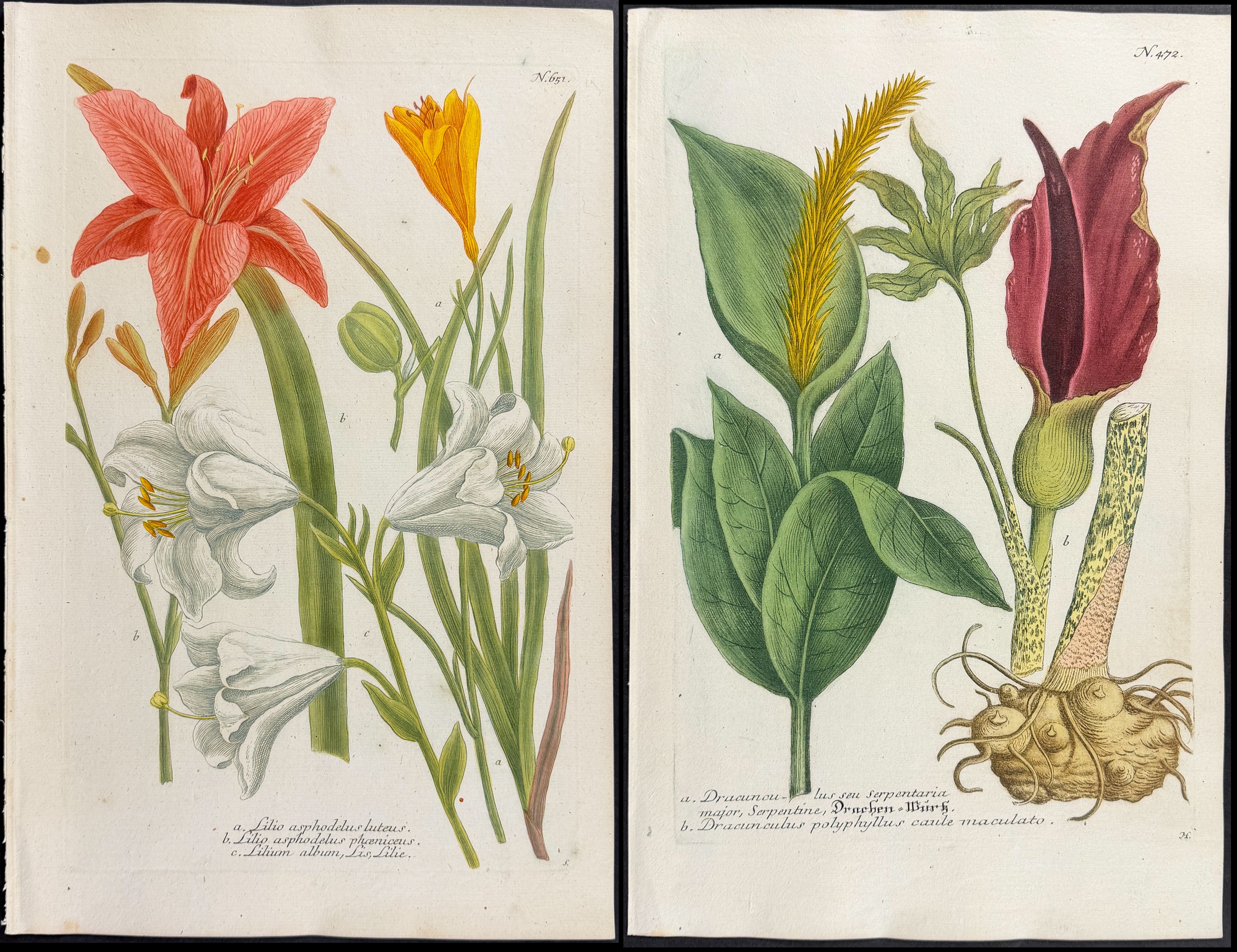 Weinmann - 10 Botanical Engravings of Marigold, Arum, Lily, Cyclamen, Crocus, Mallow