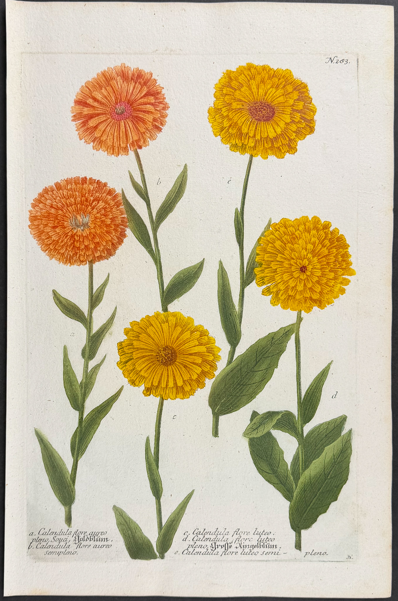 Weinmann - 10 Botanical Engravings of Marigold, Arum, Lily, Cyclamen, Crocus, Mallow