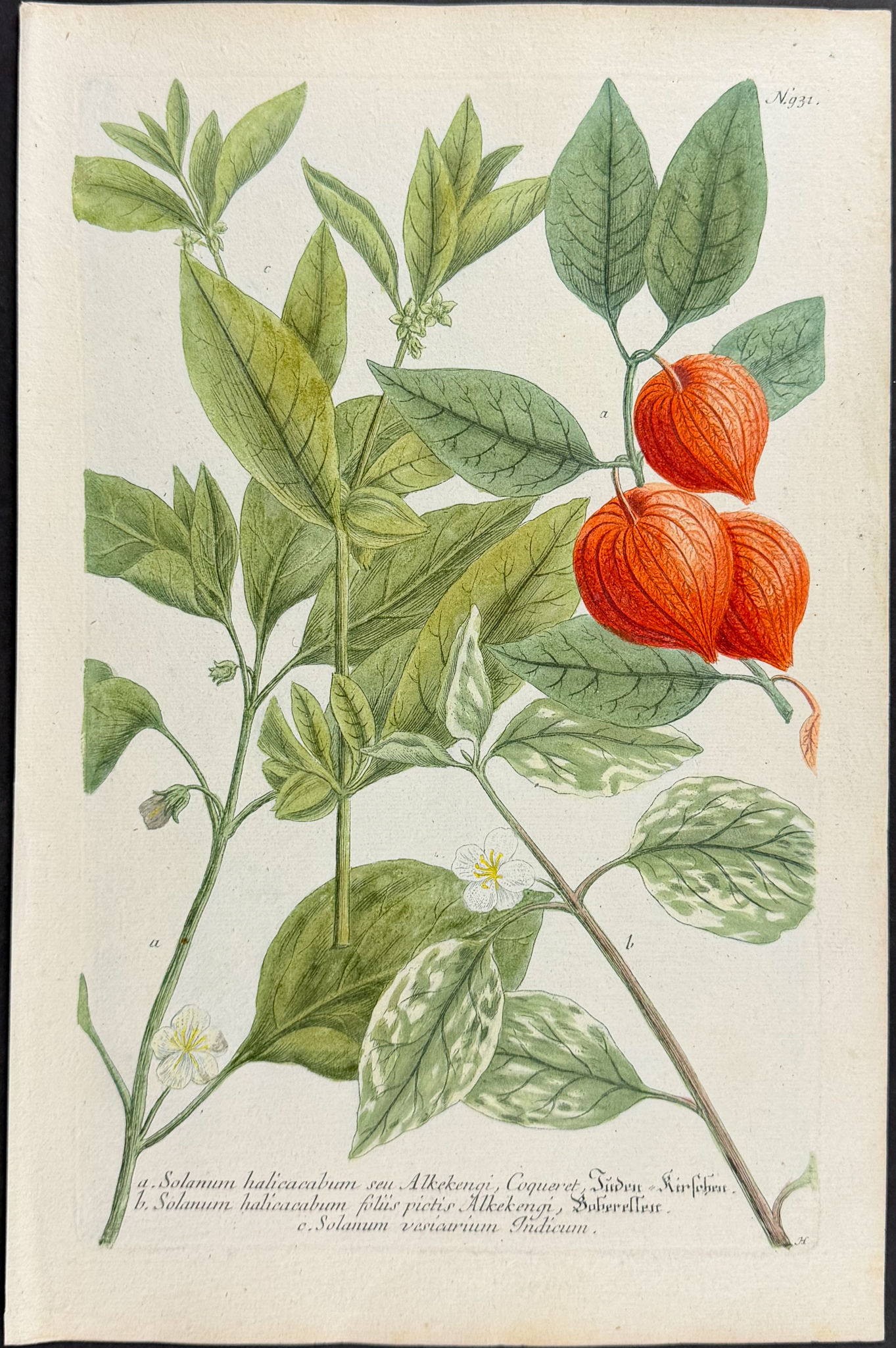 Weinmann - 10 Botanical Engravings of Marigold, Arum, Lily, Cyclamen, Crocus, Mallow