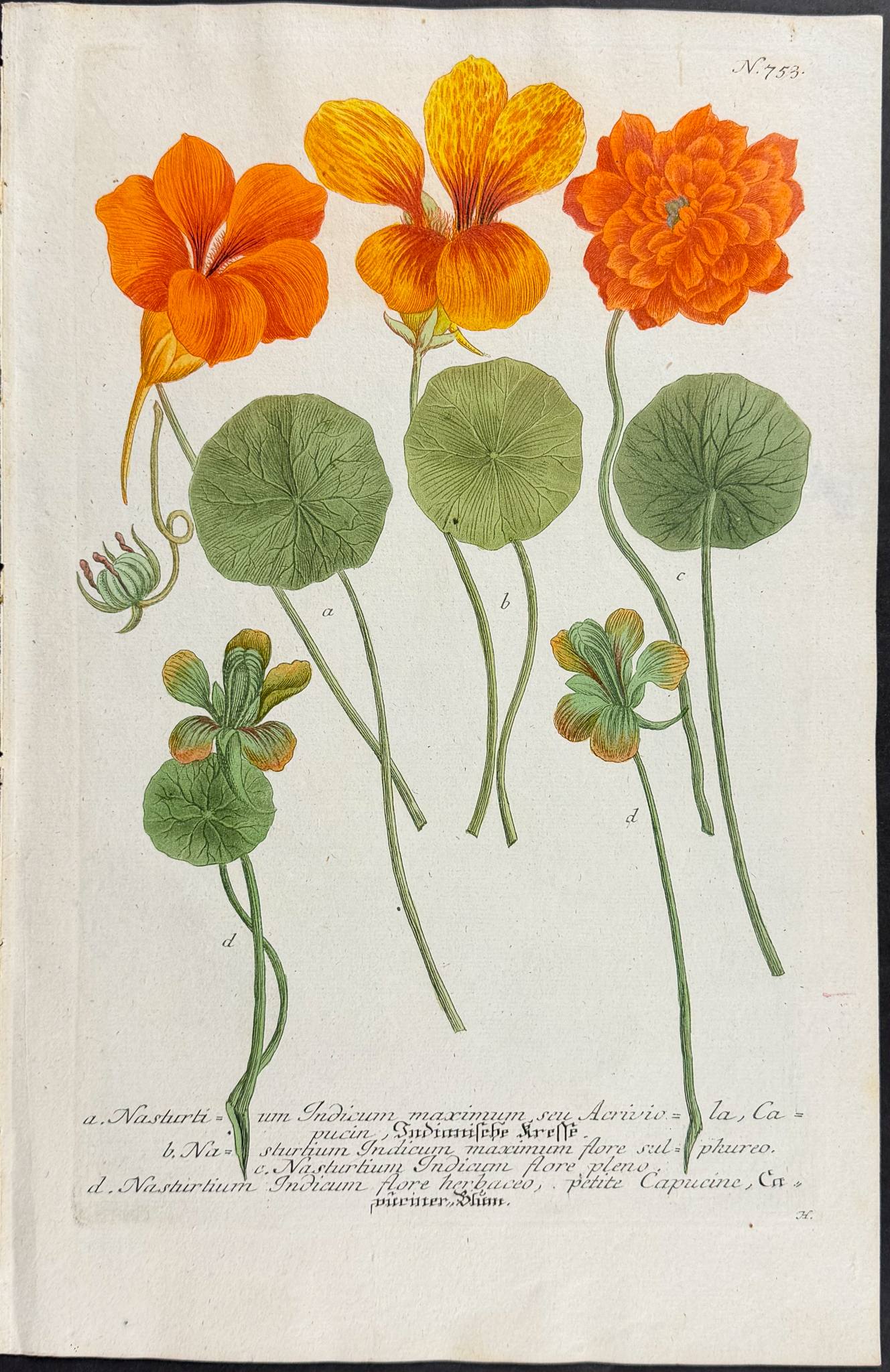 Weinmann - 10 Botanical Engravings of Marigold, Arum, Lily, Cyclamen, Crocus, Mallow