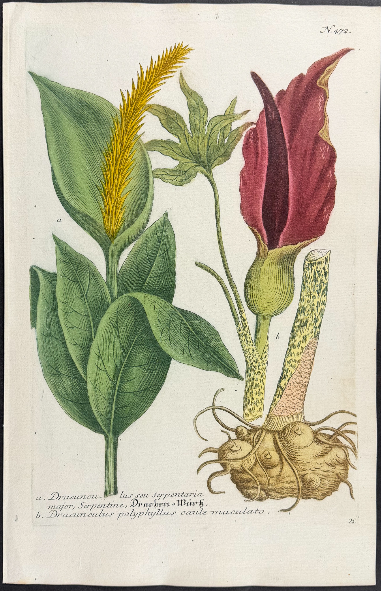 Weinmann - 10 Botanical Engravings of Marigold, Arum, Lily, Cyclamen, Crocus, Mallow