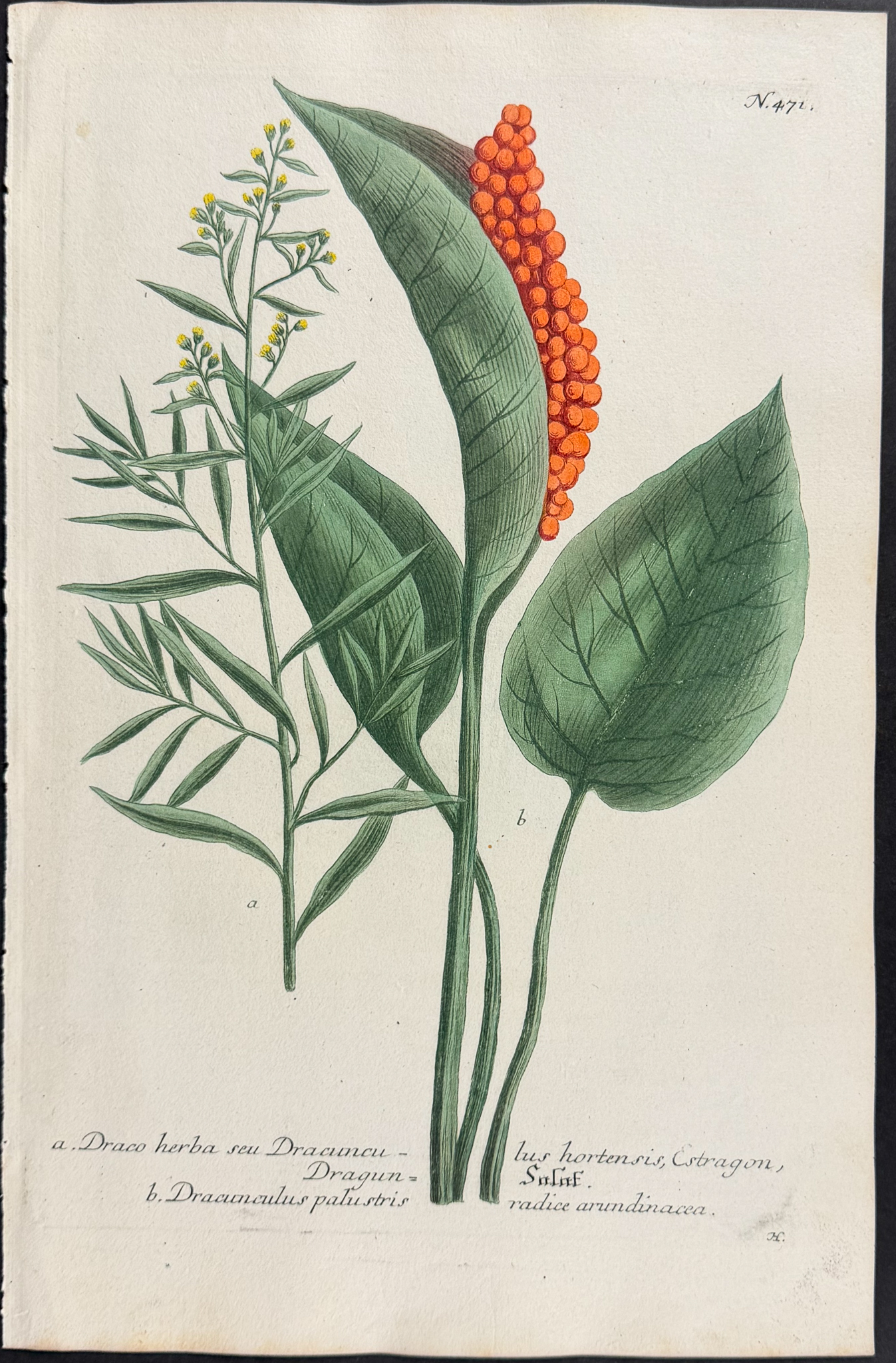 Weinmann - 10 Botanical Engravings of Marigold, Arum, Lily, Cyclamen, Crocus, Mallow