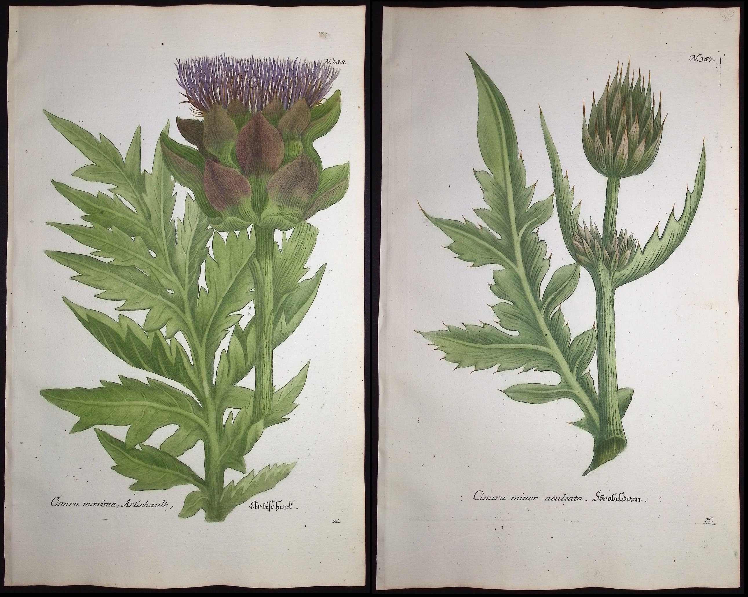Weinmann - Pair of Artichoke Engravings