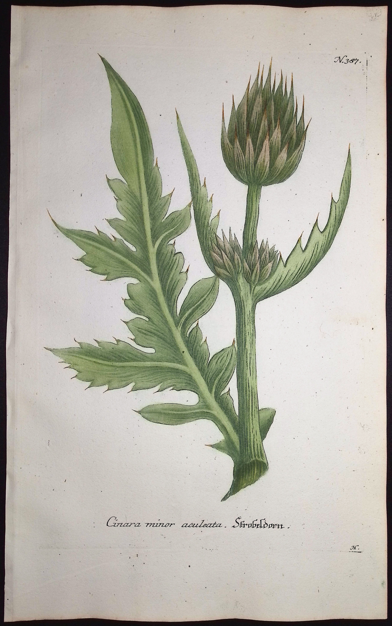 Weinmann - Pair of Artichoke Engravings