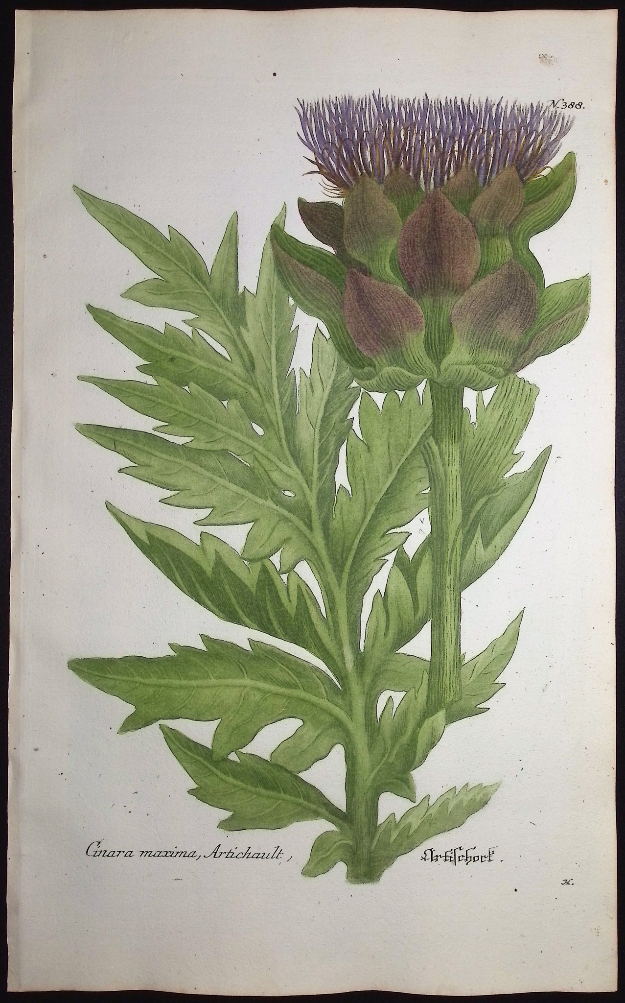 Weinmann - Pair of Artichoke Engravings