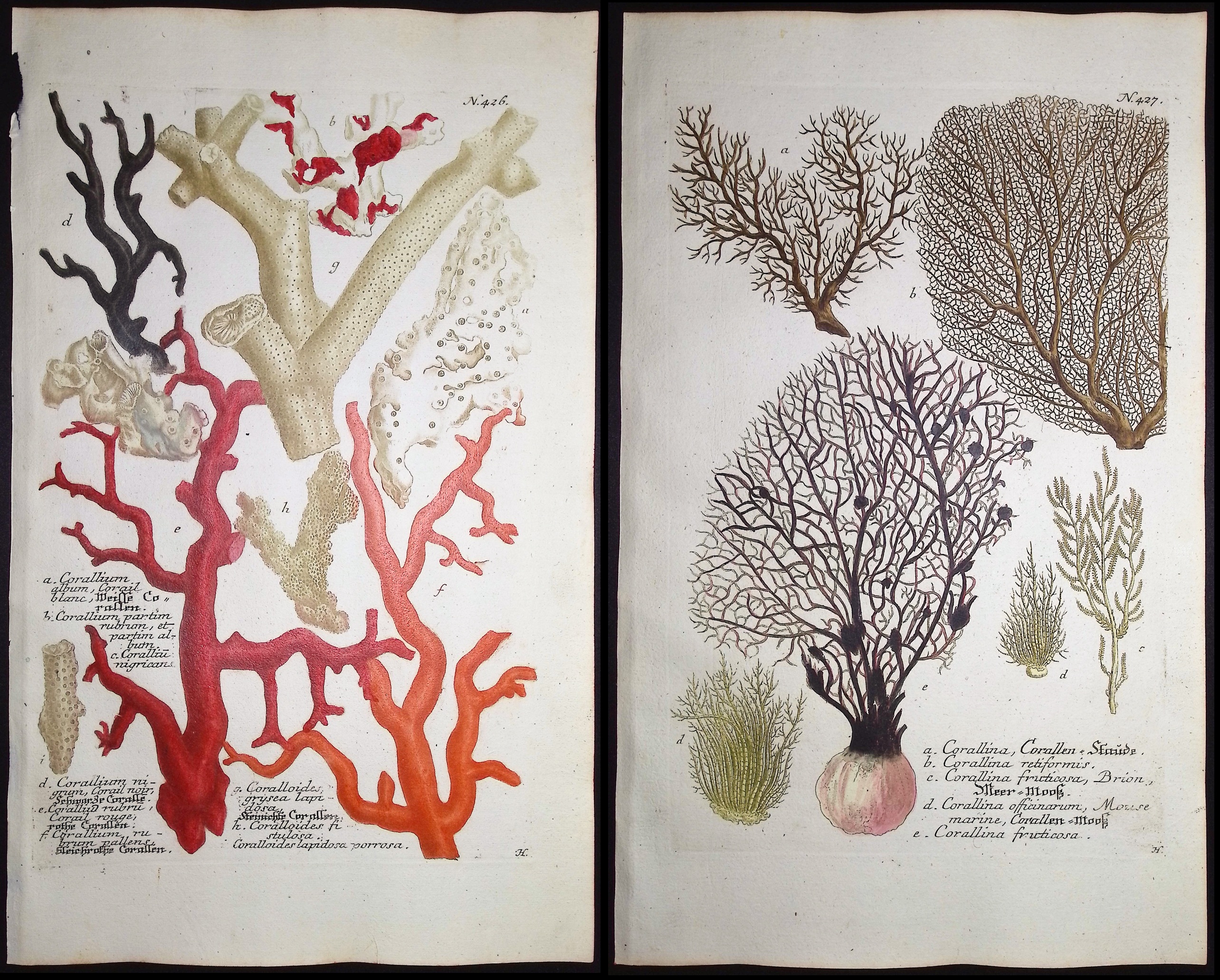 Weinmann - 3 Coral Engravings