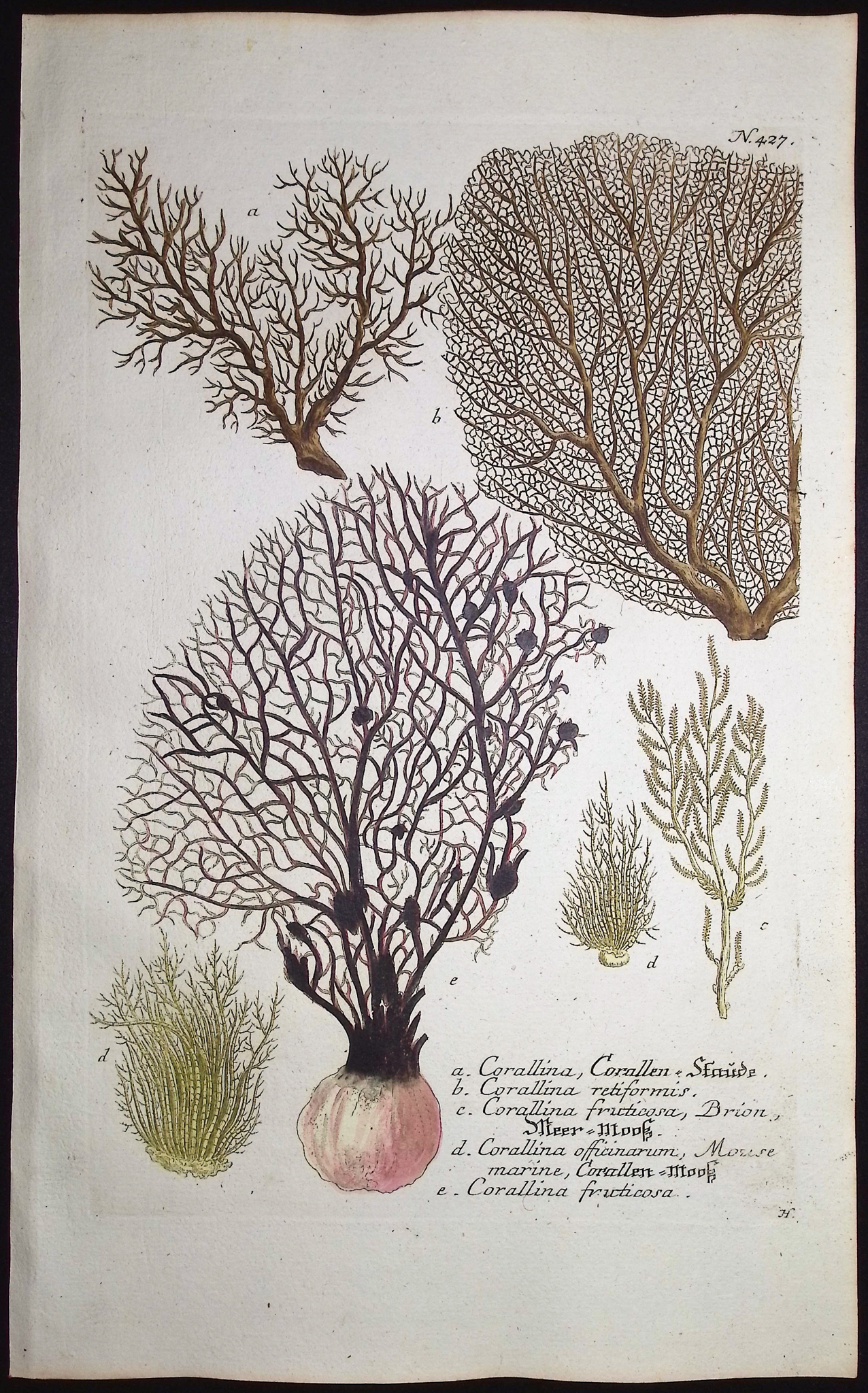 Weinmann - 3 Coral Engravings