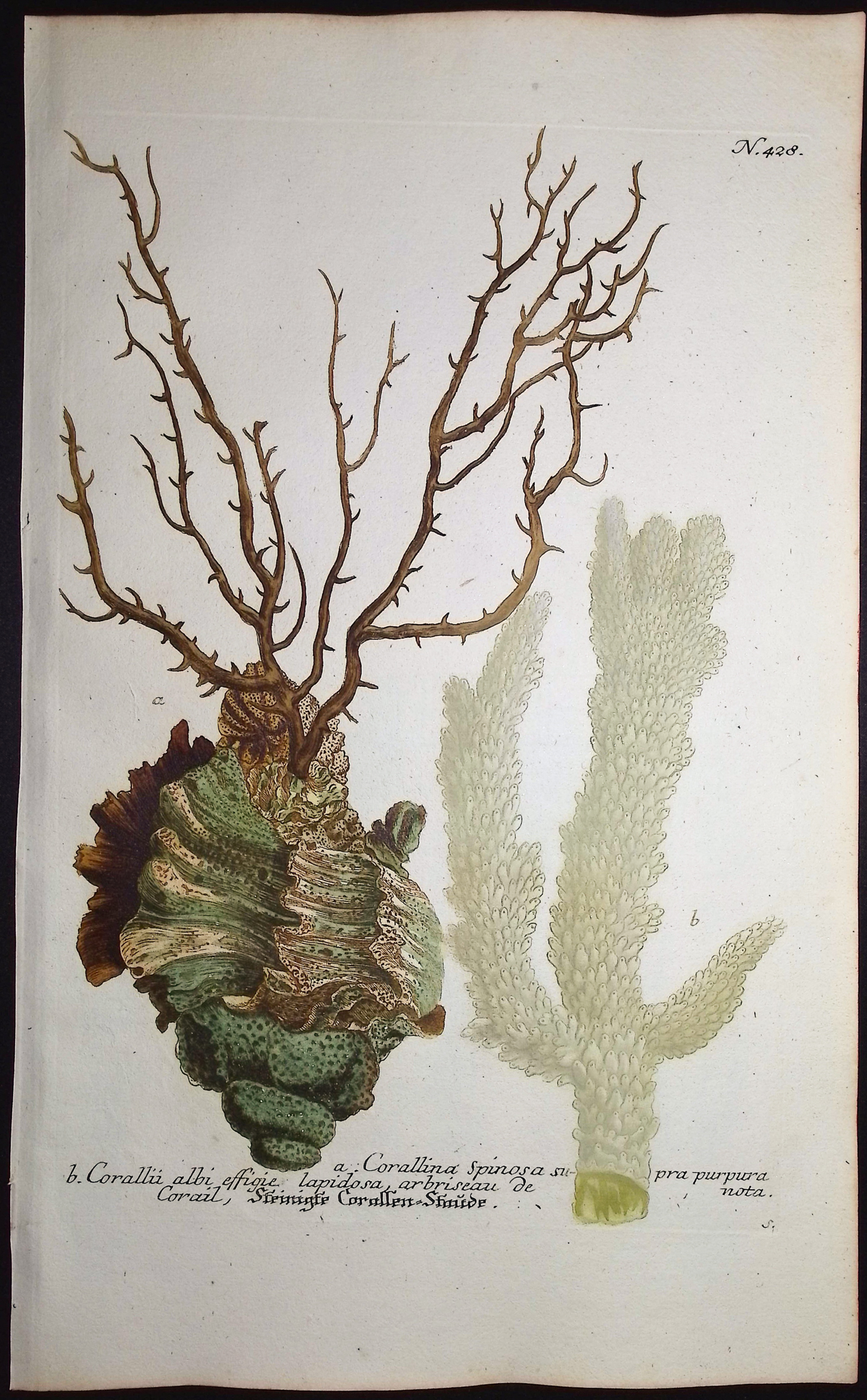 Weinmann - 3 Coral Engravings
