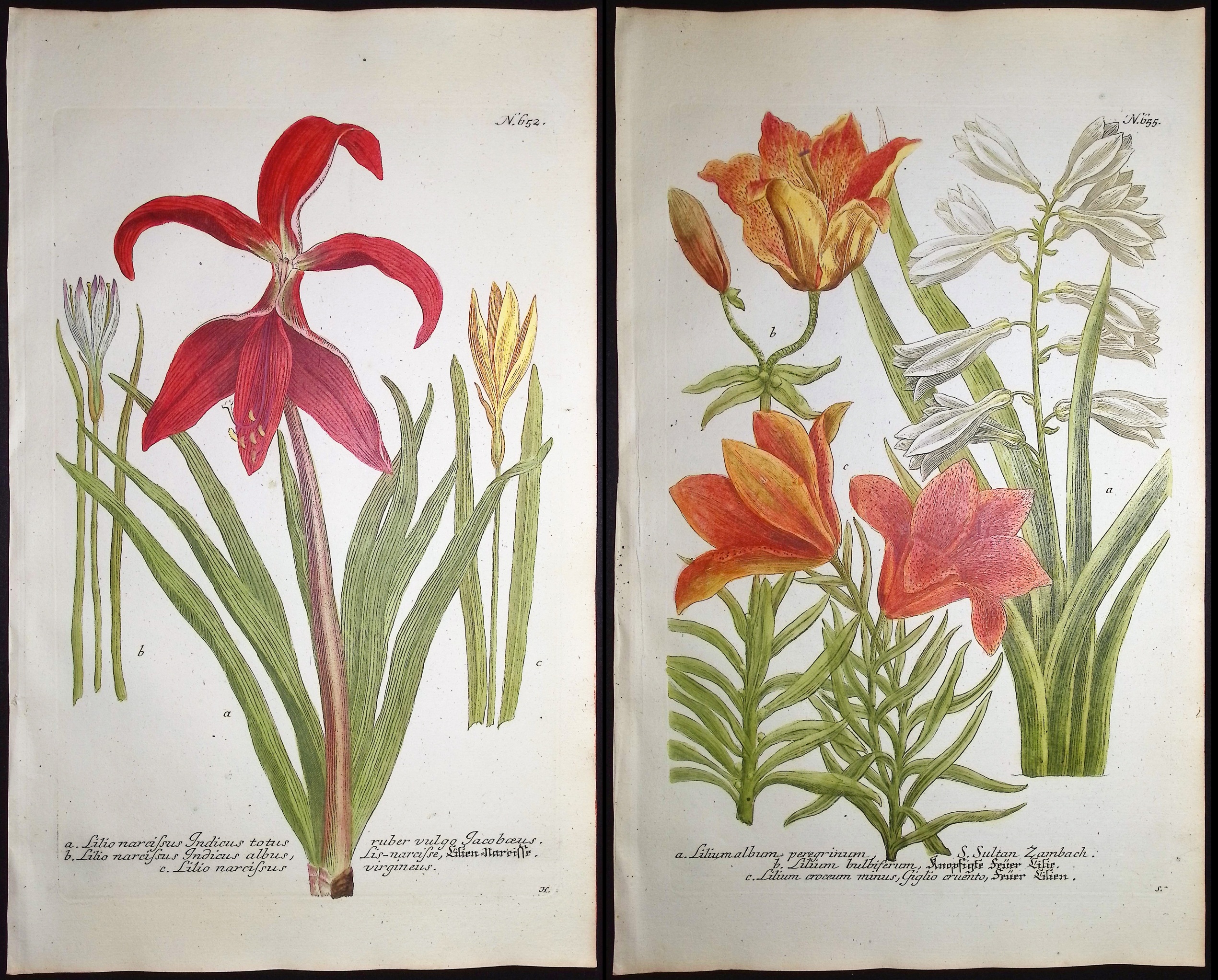 Weinmann - 4 Lily Engravings