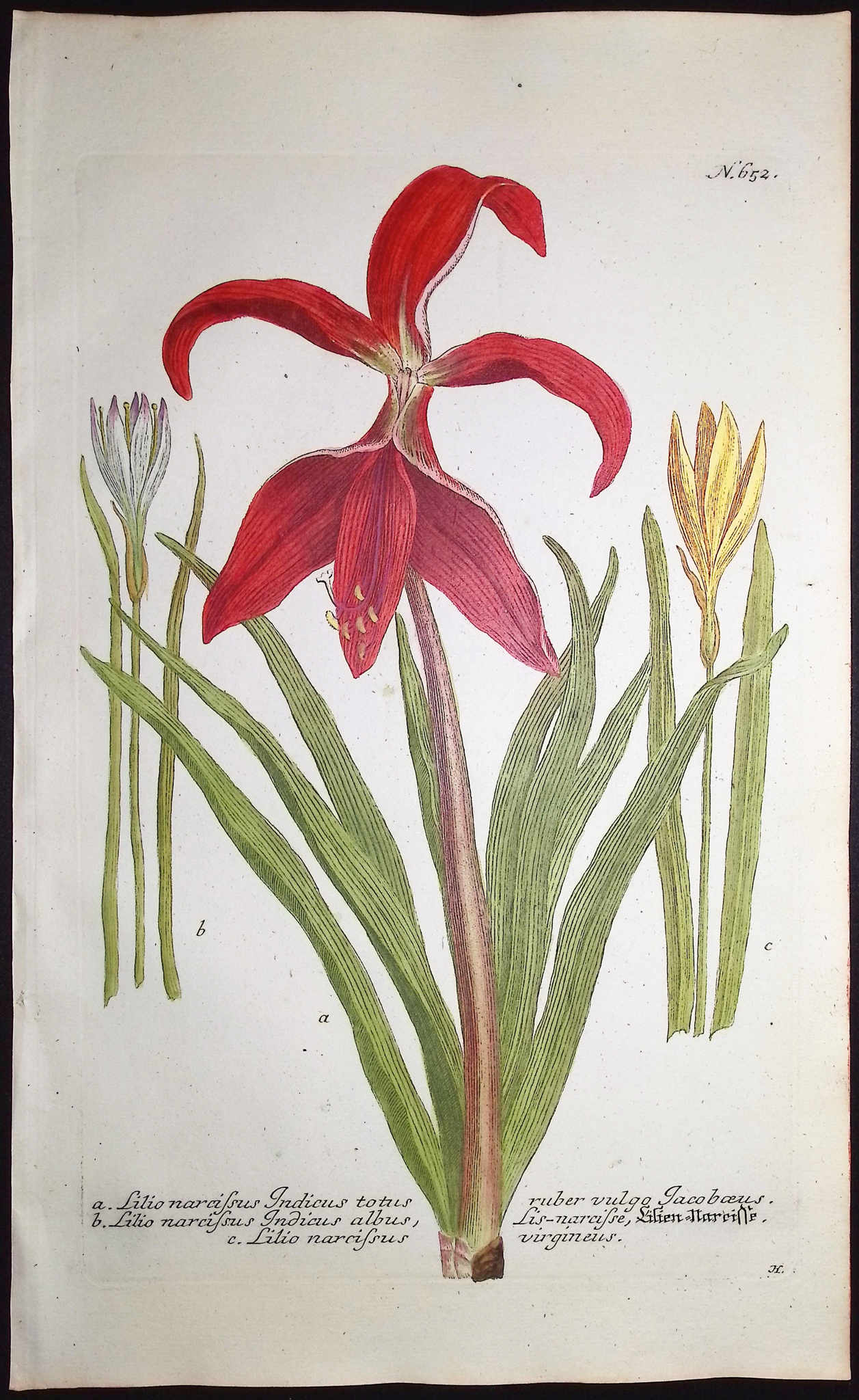 Weinmann - 4 Lily Engravings
