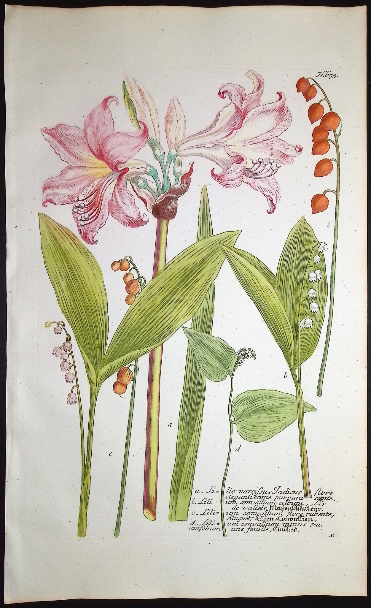 Weinmann - 4 Lily Engravings