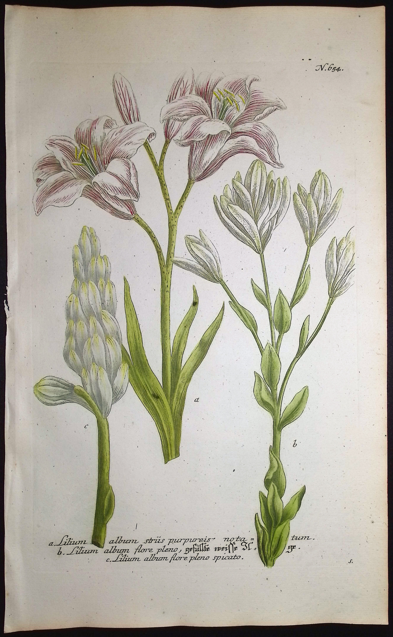 Weinmann - 4 Lily Engravings