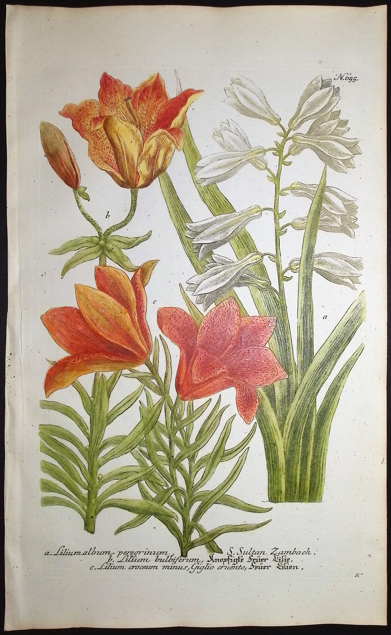 Weinmann - 4 Lily Engravings