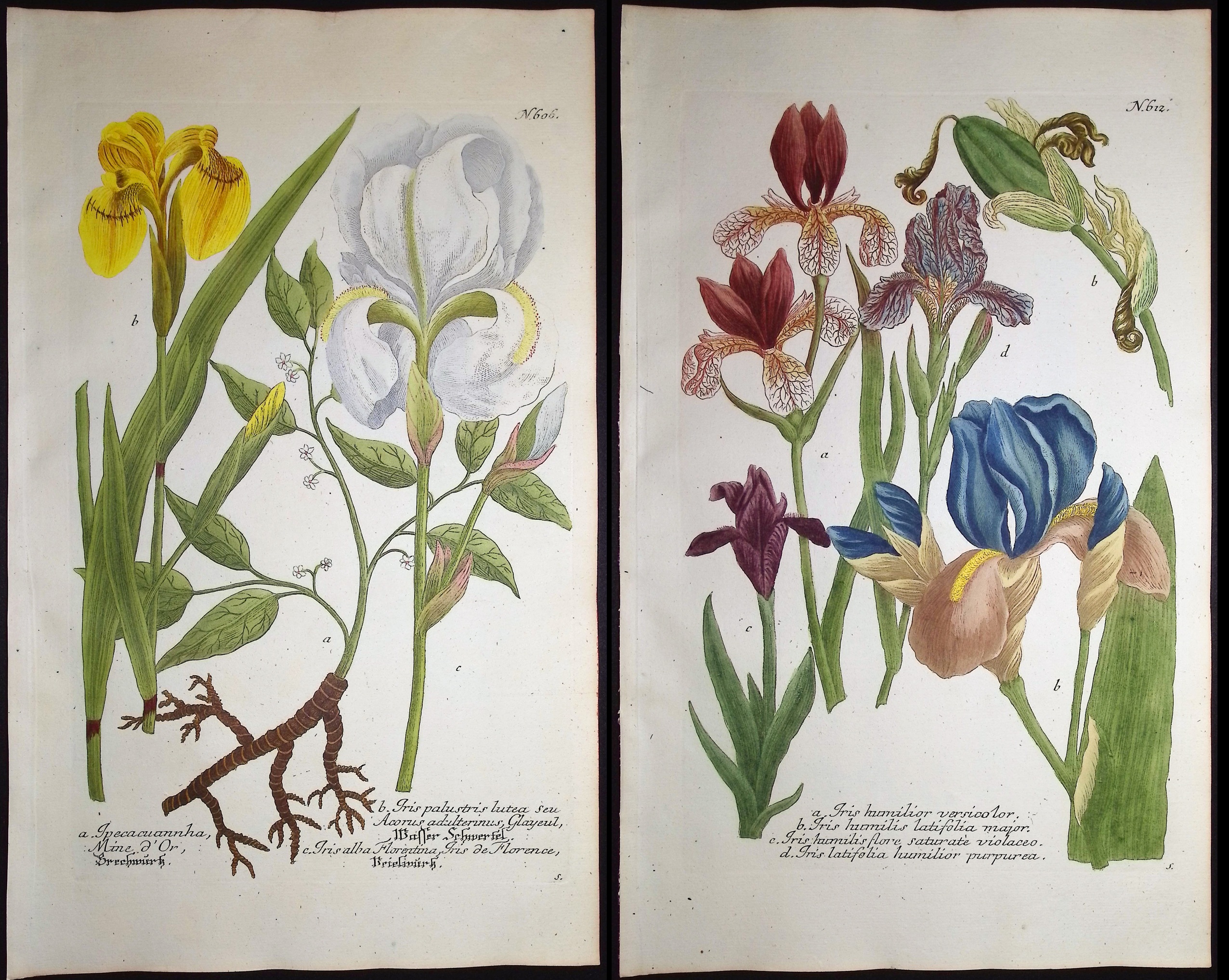 Weinmann - 5 Iris Engravings