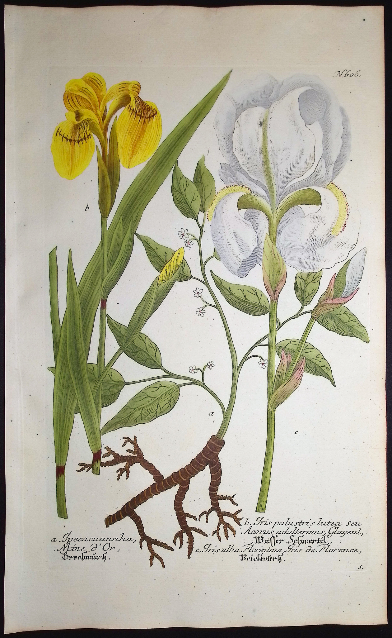 Weinmann - 5 Iris Engravings