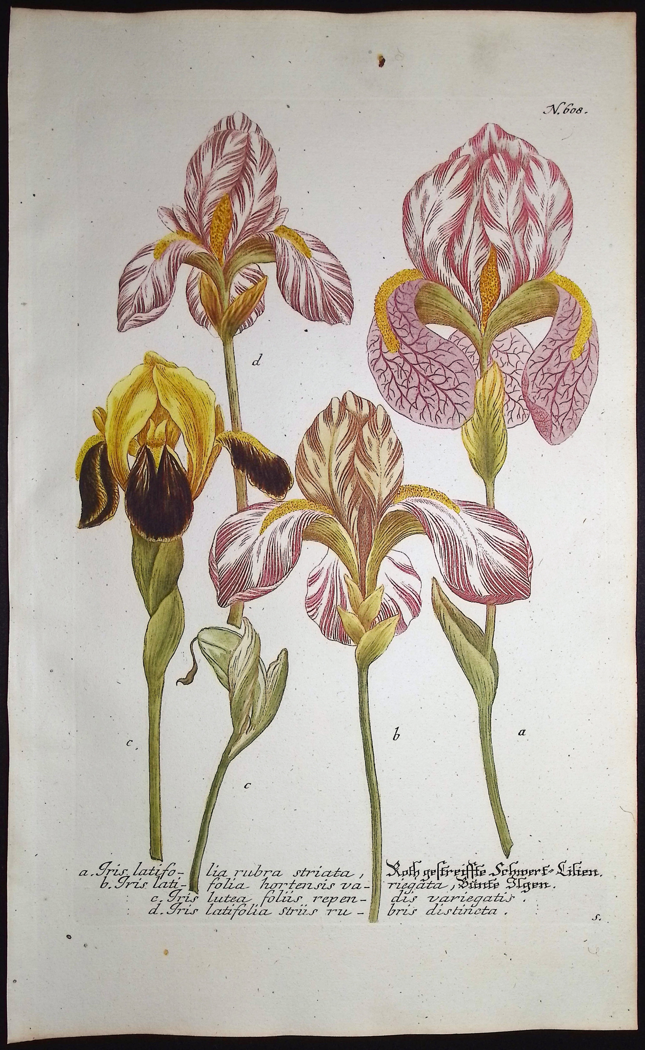 Weinmann - 5 Iris Engravings