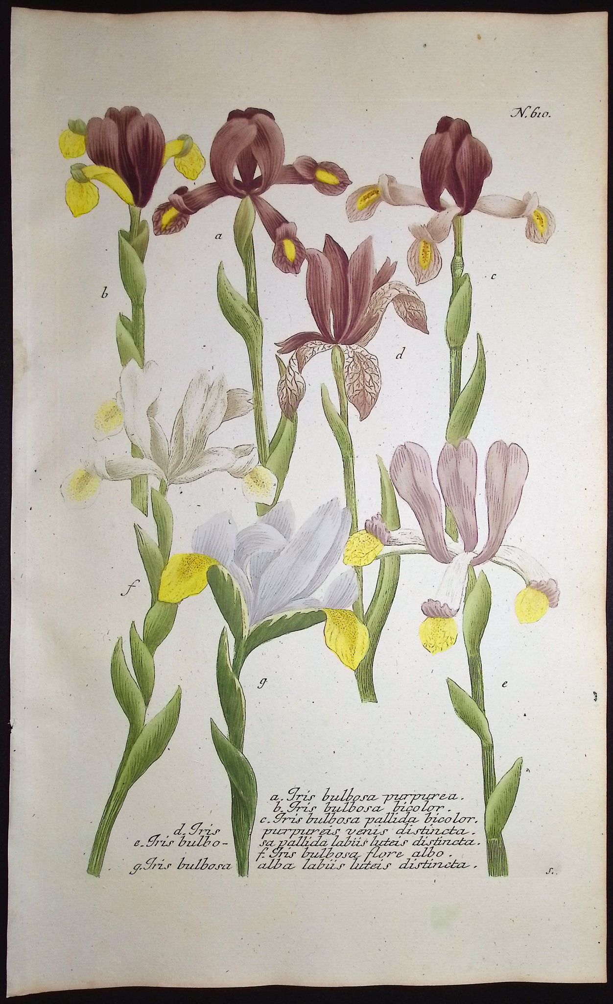 Weinmann - 5 Iris Engravings