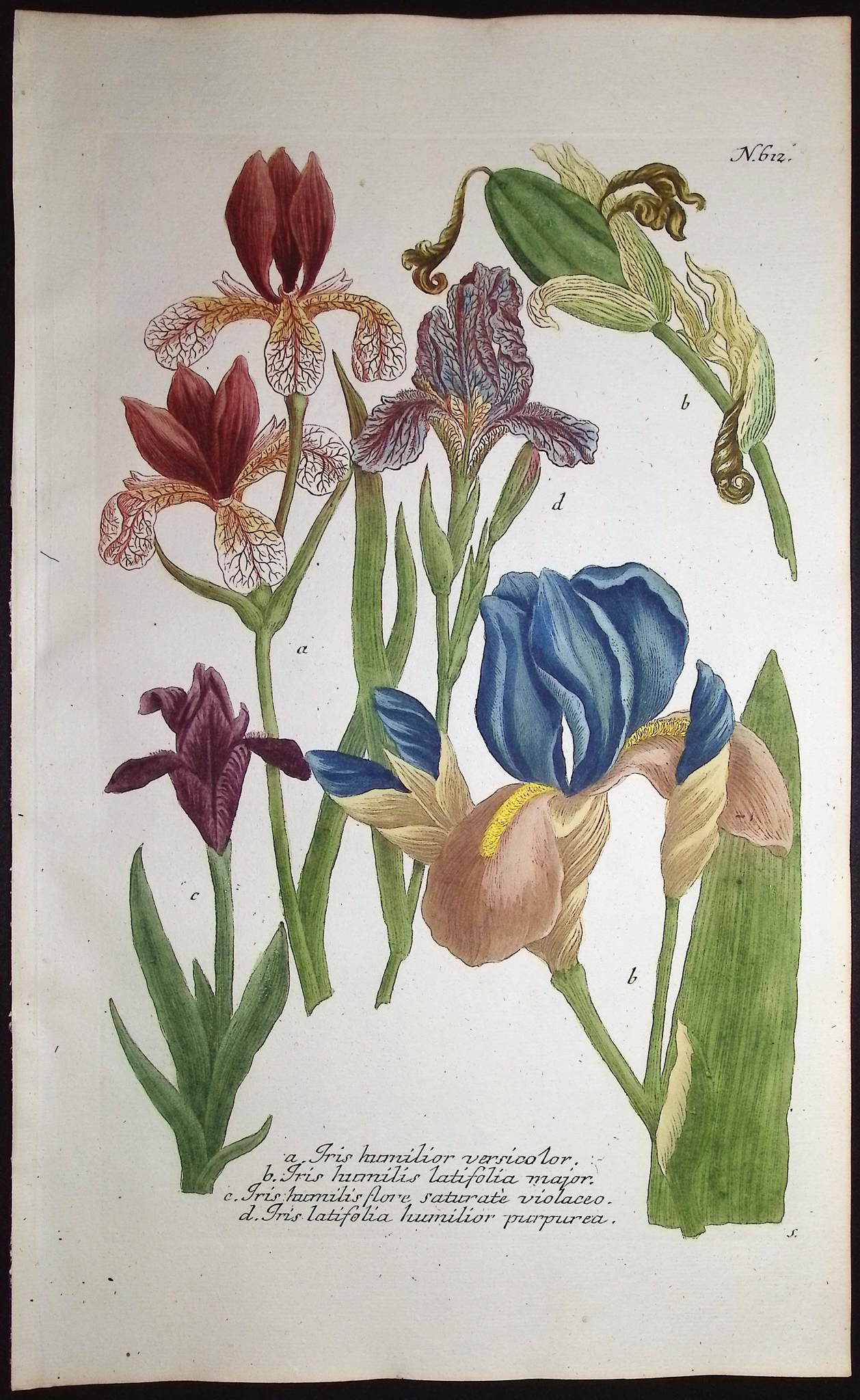 Weinmann - 5 Iris Engravings
