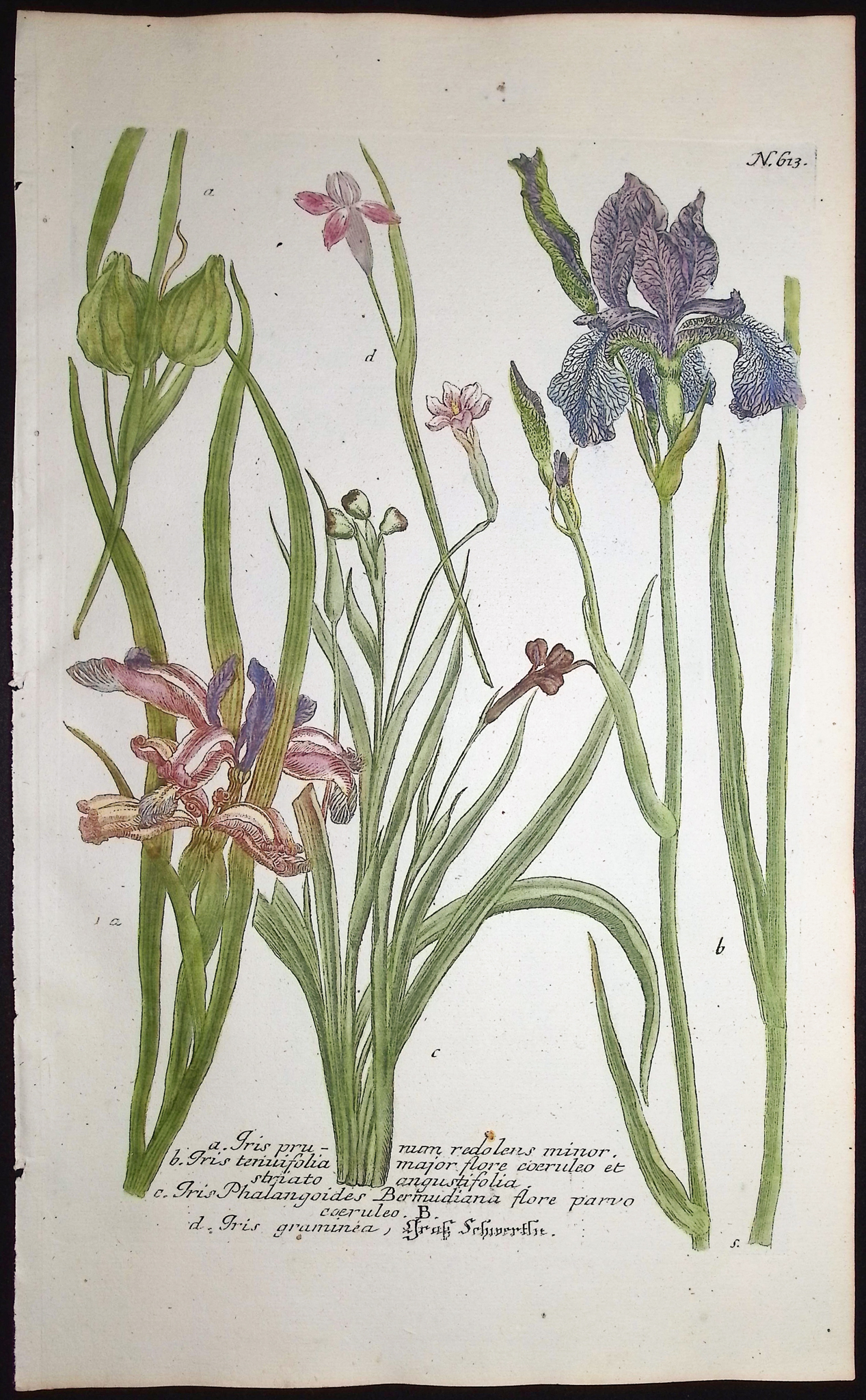 Weinmann - 5 Iris Engravings