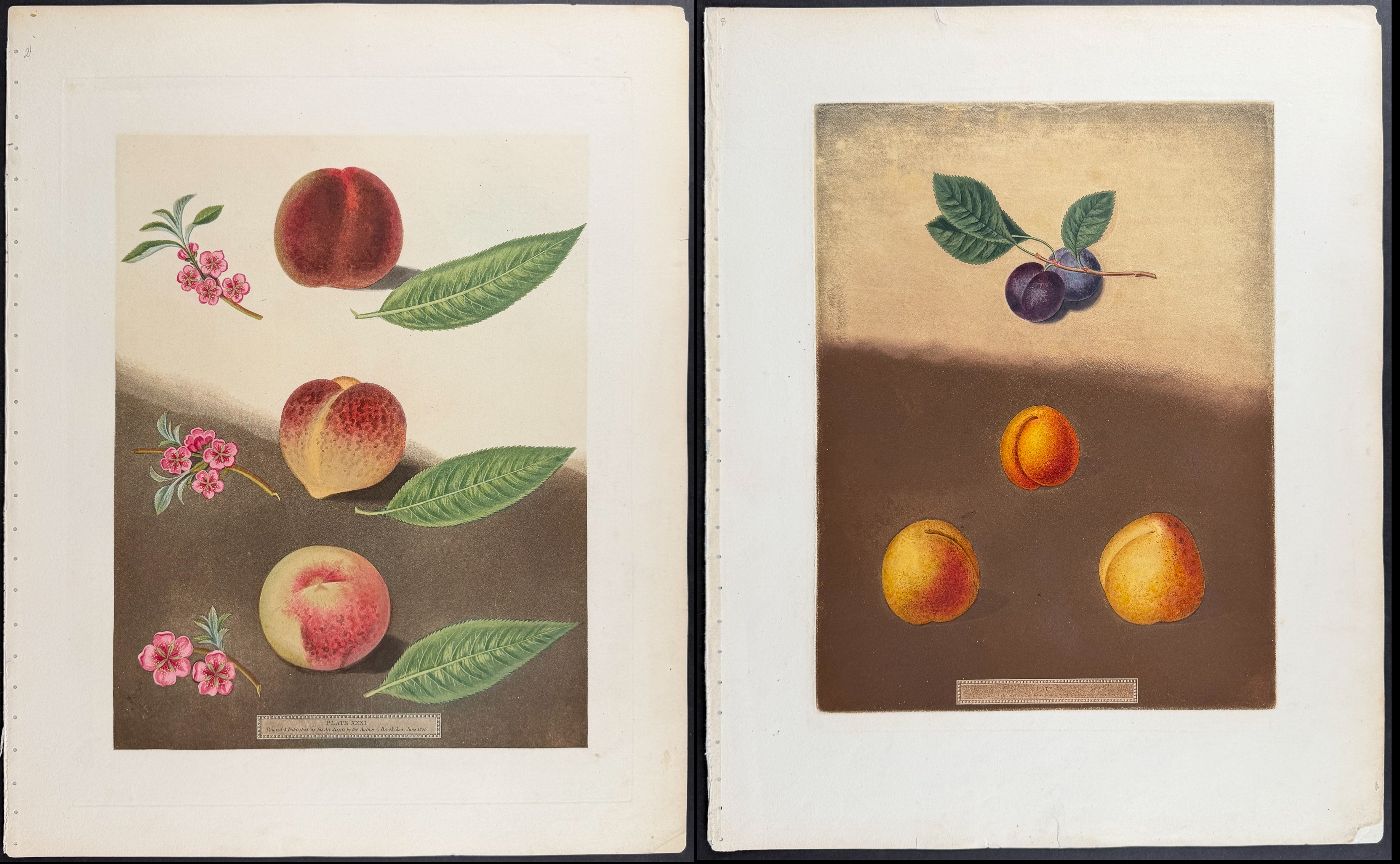 Brookshaw, Folio - 4 Fruit Engravings: Peach, Plum, Pear, Apple