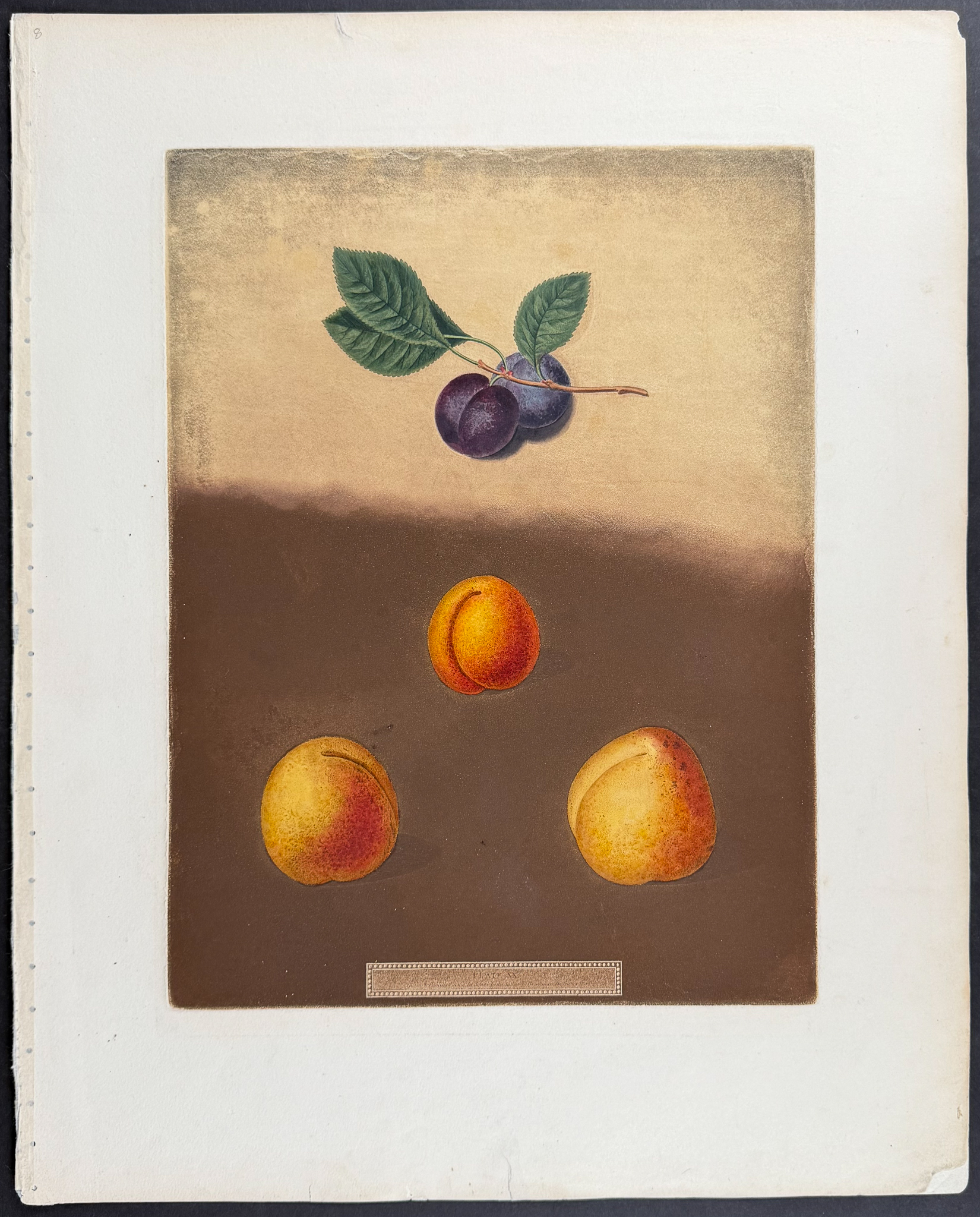 Brookshaw, Folio - 4 Fruit Engravings: Peach, Plum, Pear, Apple