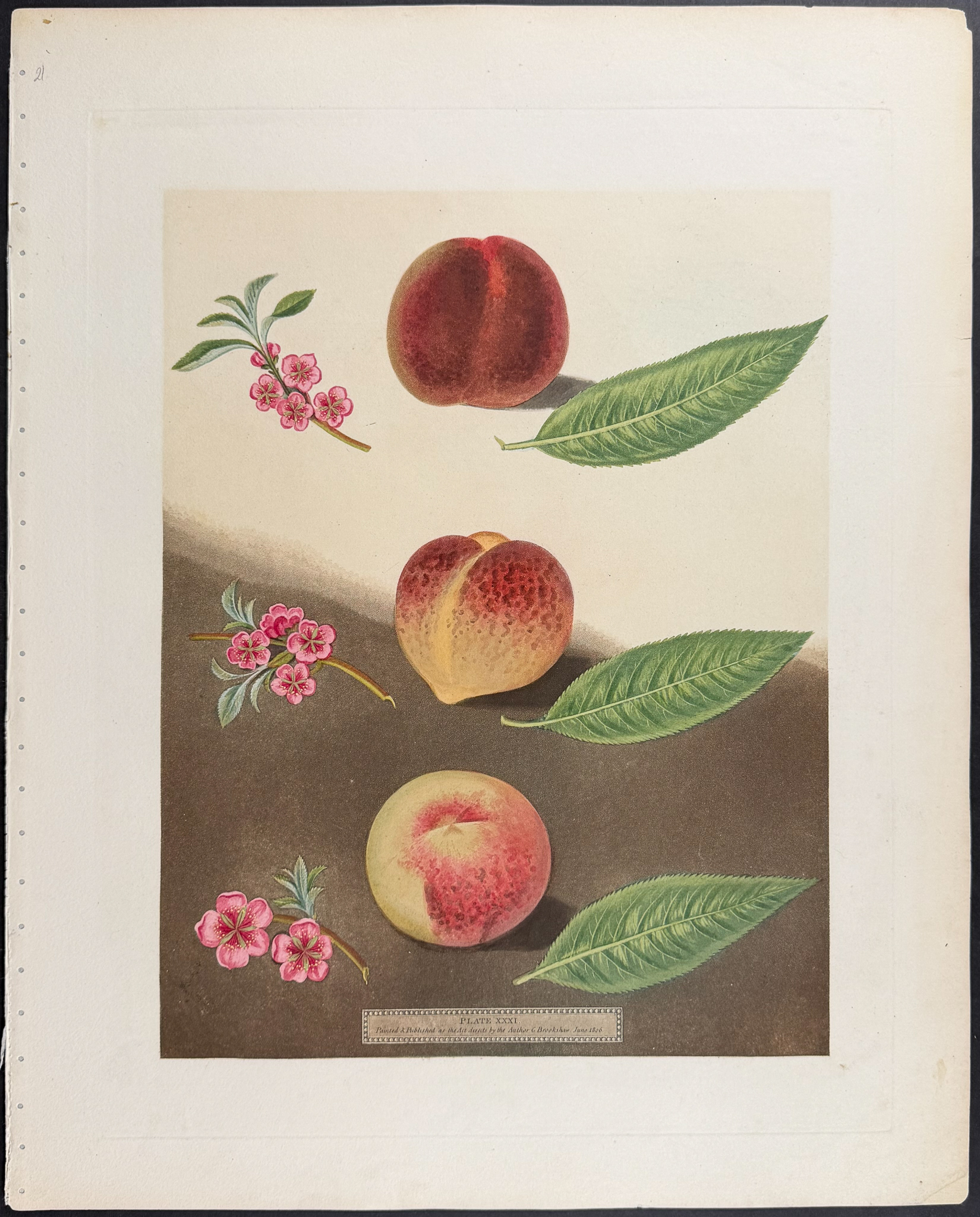 Brookshaw, Folio - 4 Fruit Engravings: Peach, Plum, Pear, Apple