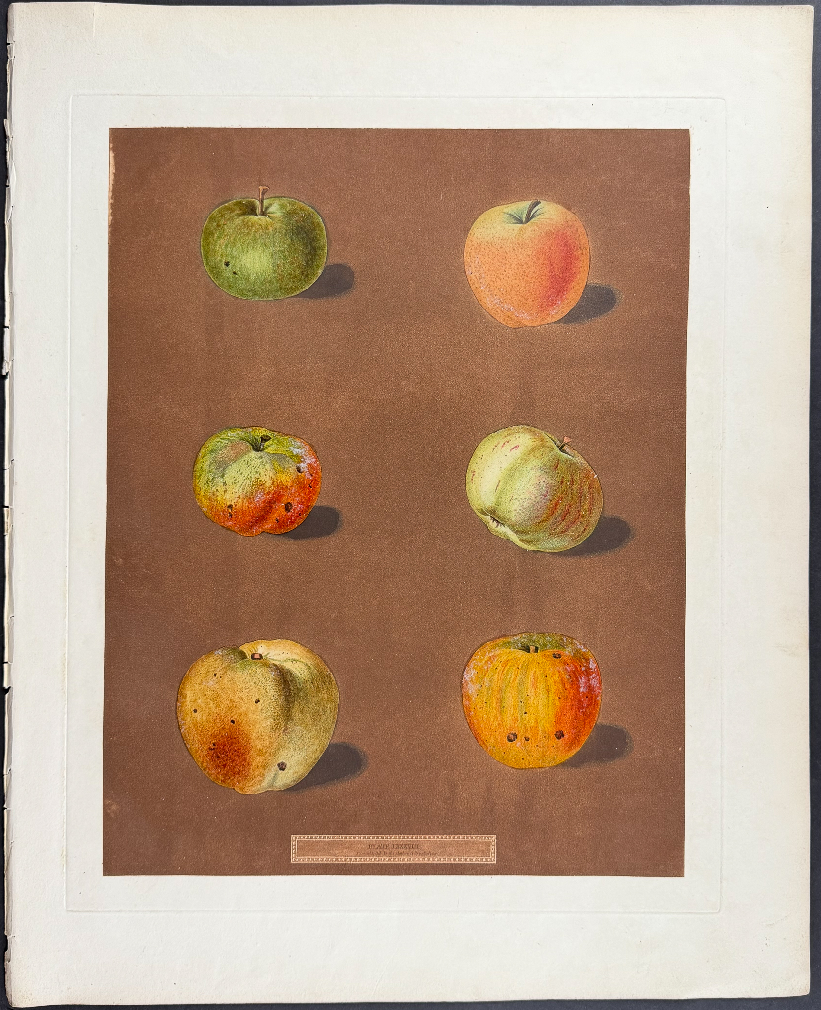 Brookshaw, Folio - 4 Fruit Engravings: Peach, Plum, Pear, Apple