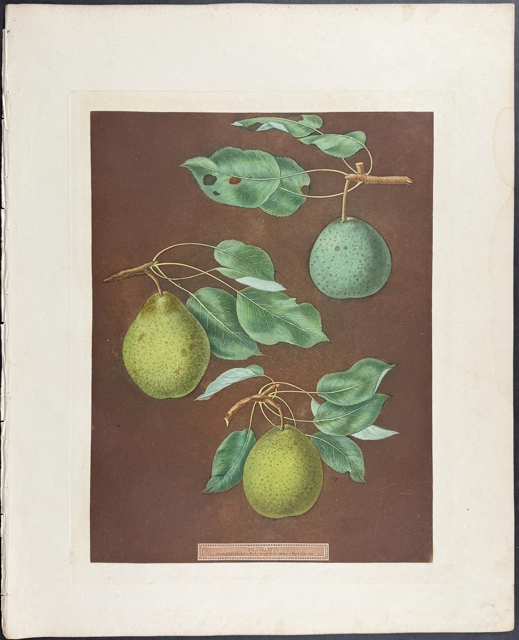 Brookshaw, Folio - 4 Fruit Engravings: Peach, Plum, Pear, Apple