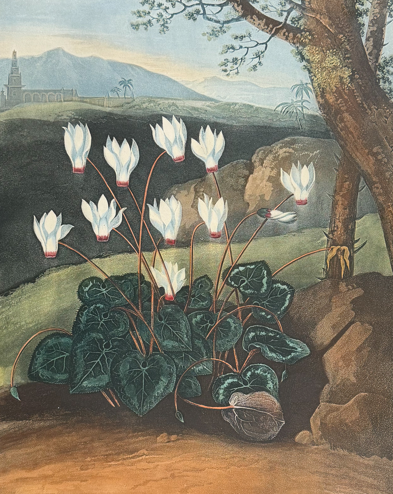 Thornton, Folio - The Persian Cyclamen